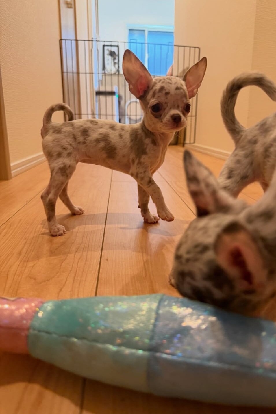 Cute chihuahua Puppies (+14502319792) image 2
