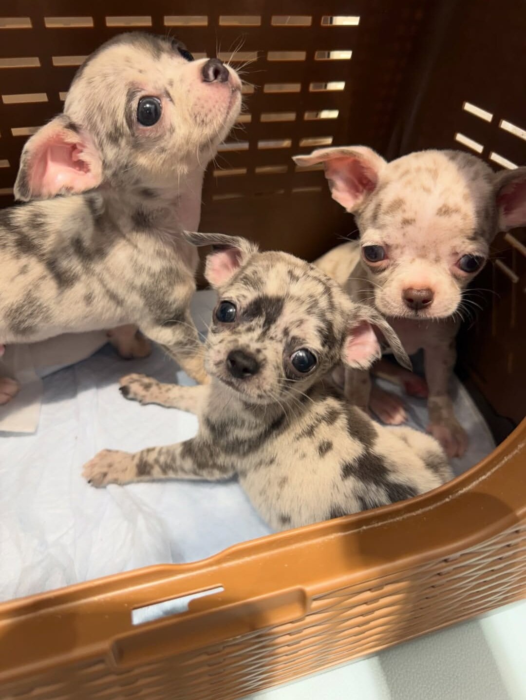 Cute chihuahua Puppies (+14502319792) image 1