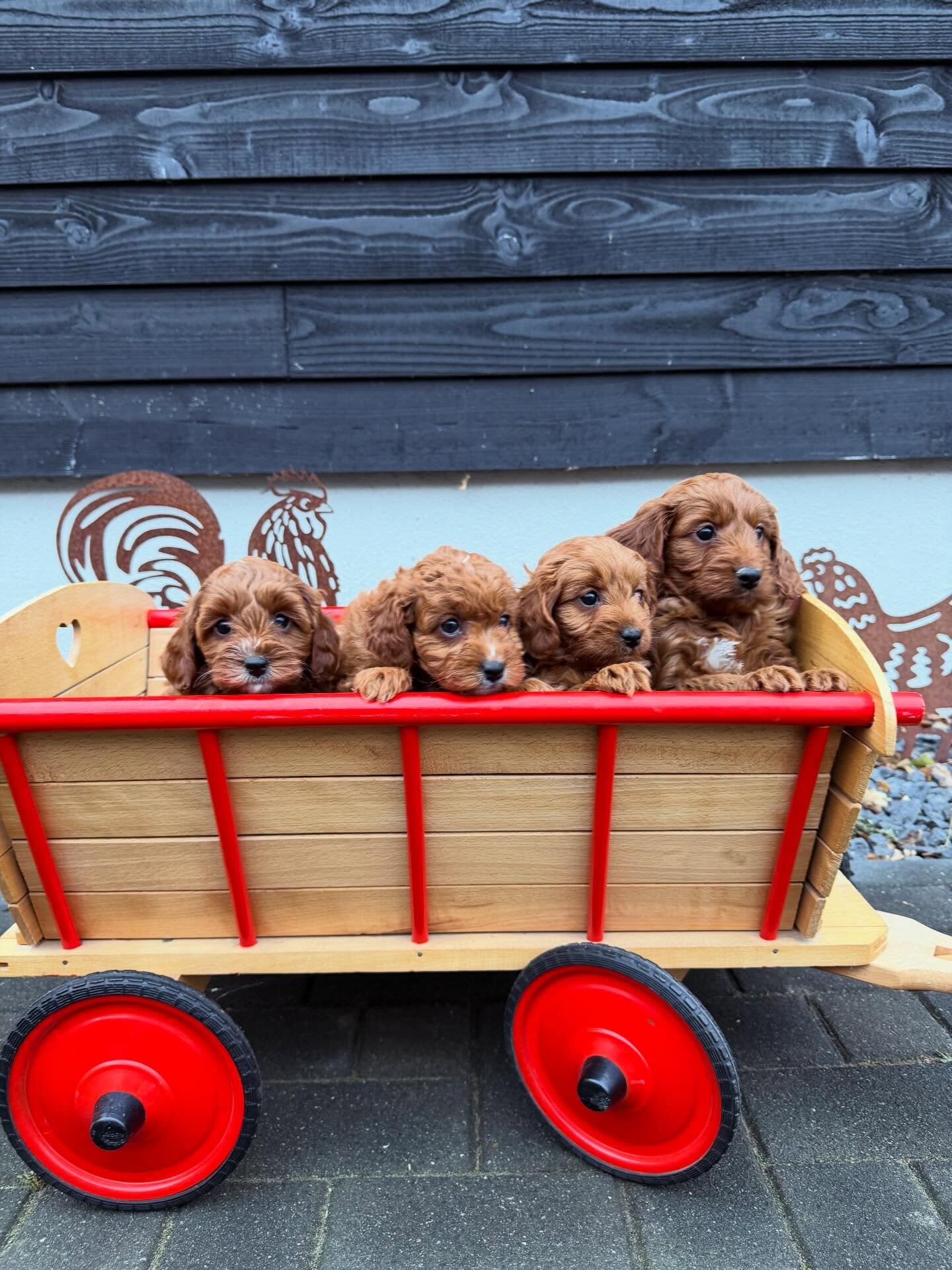 Cute cavapoo puppies for adoption image 1