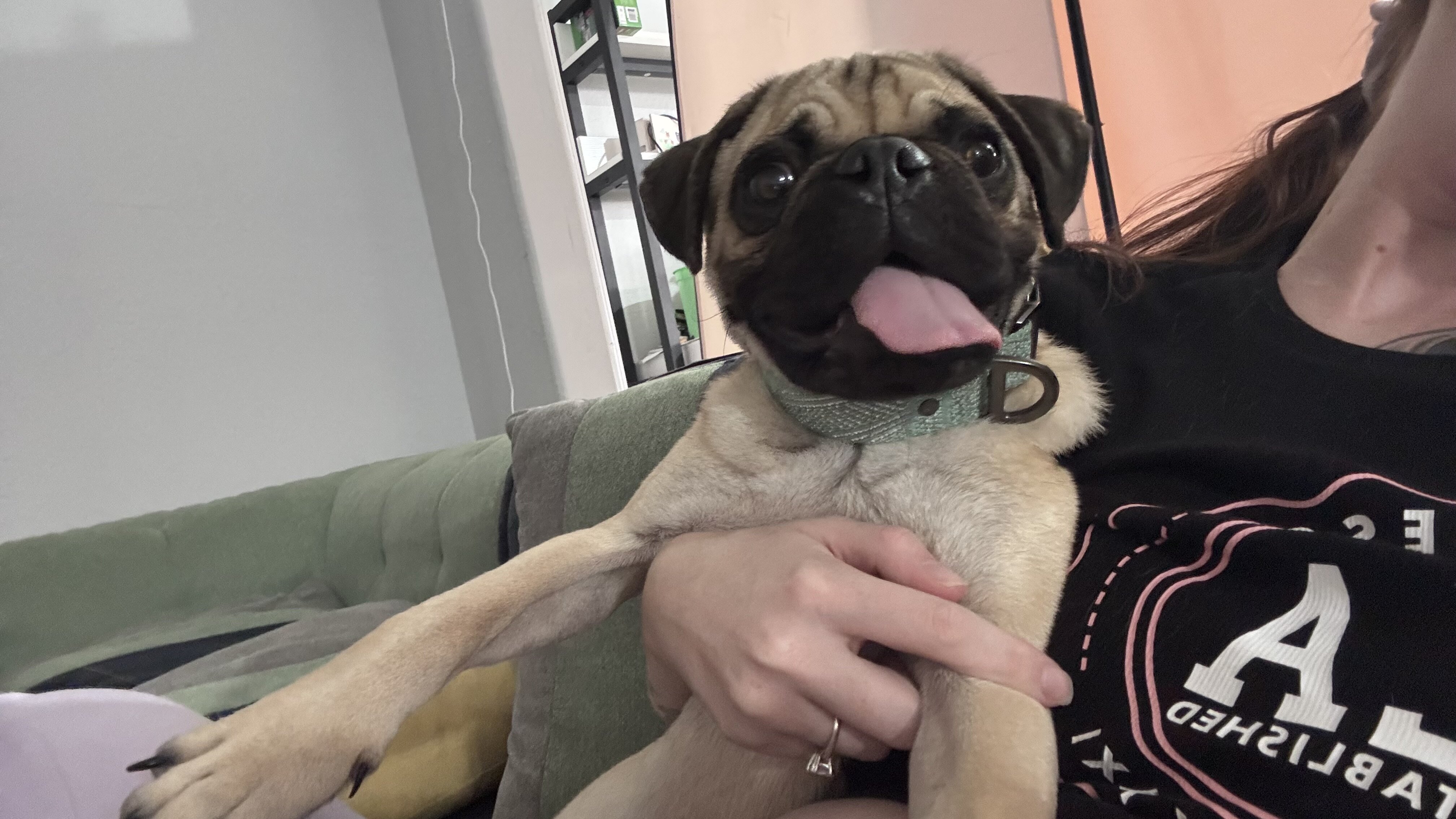Akc pug image 2