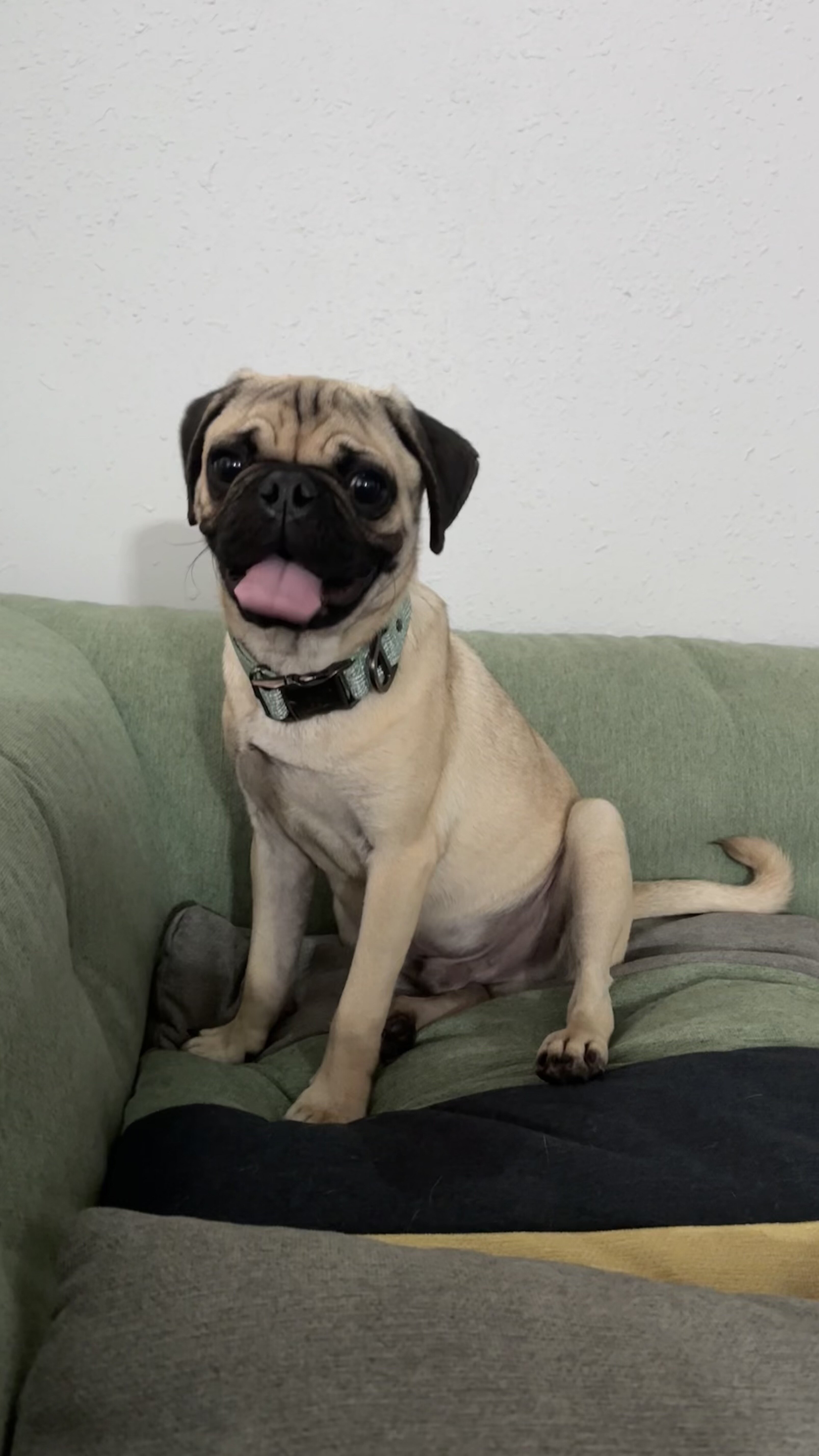 Akc pug image 1