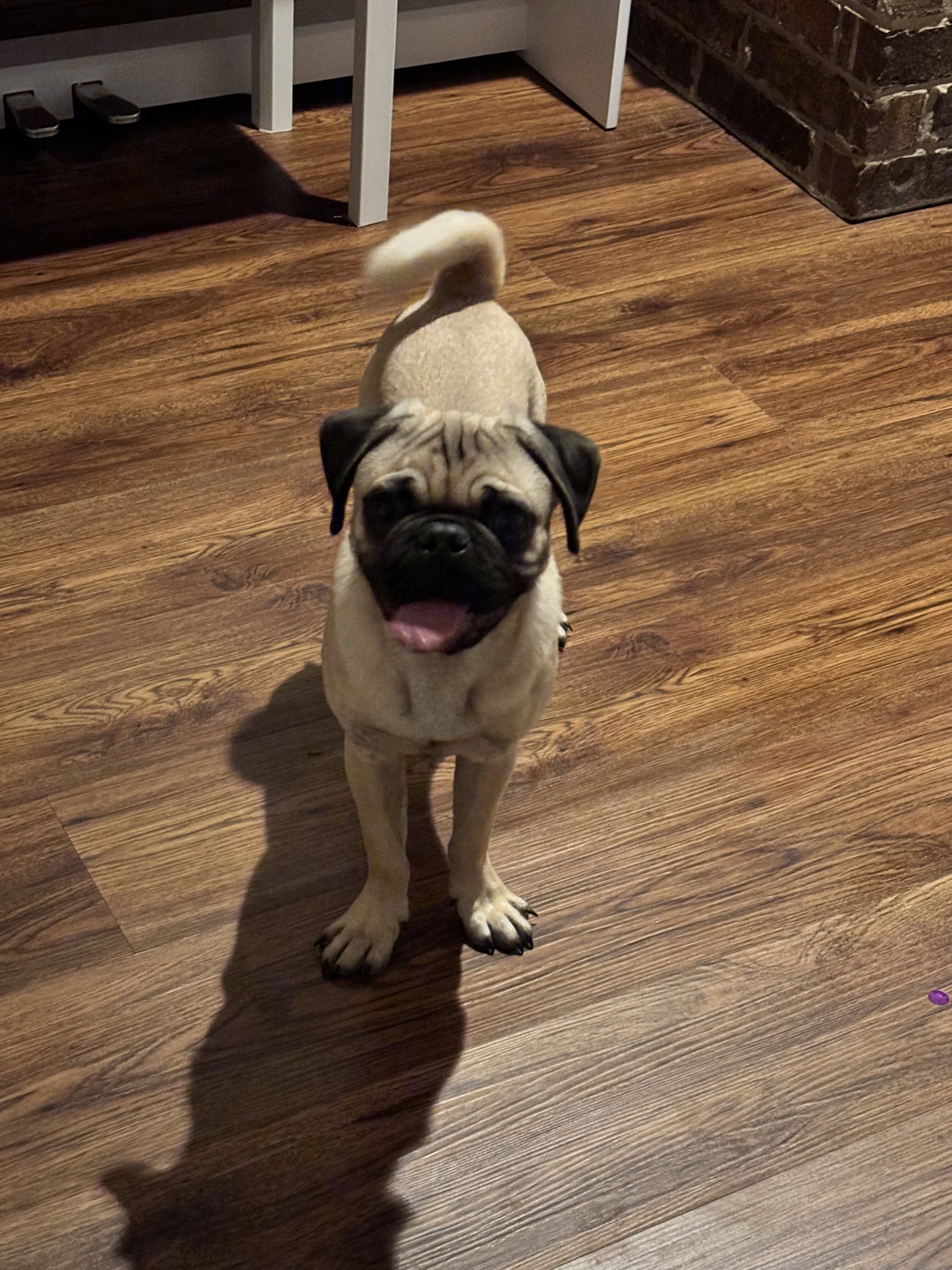 Akc pug image 4