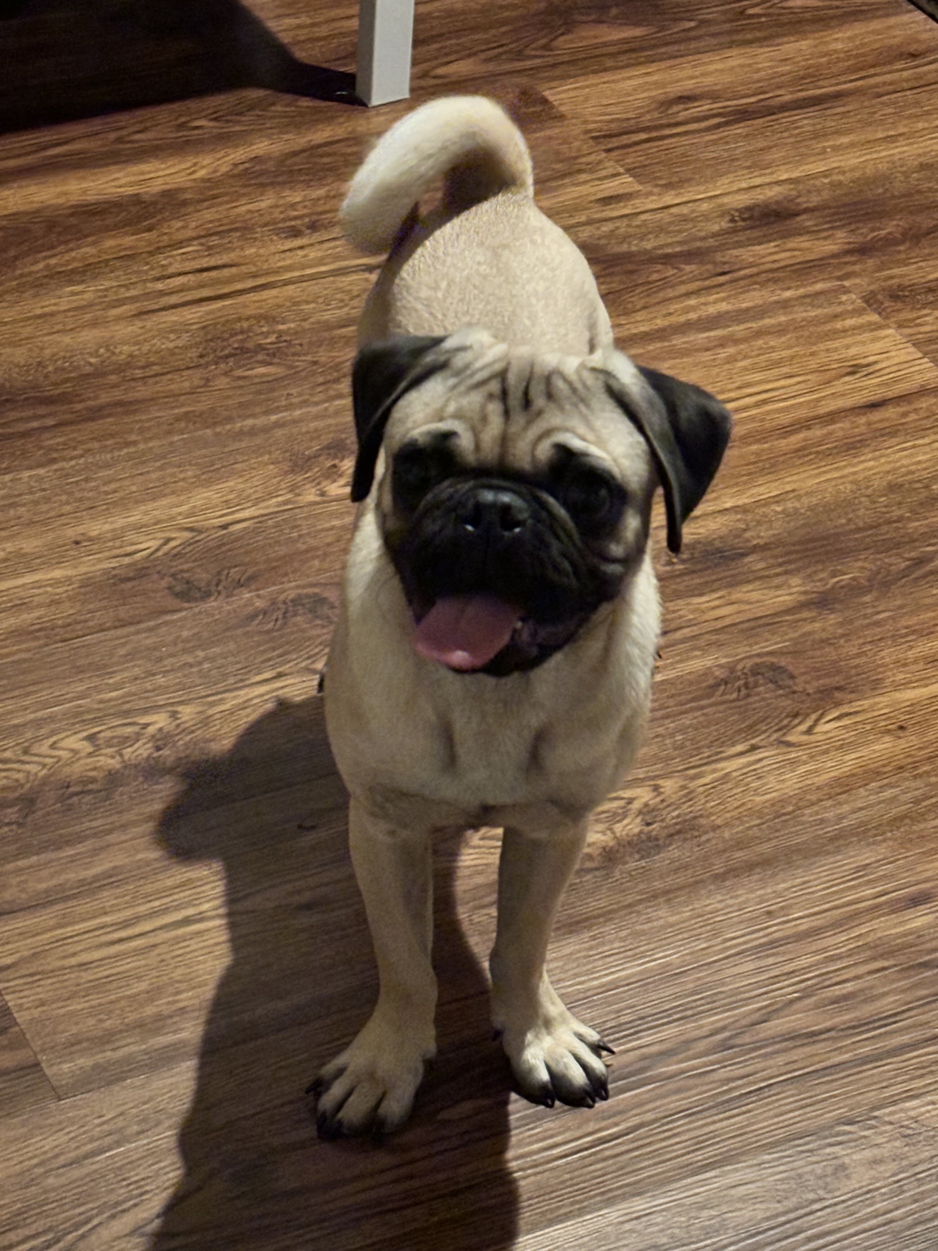 Akc pug image 3