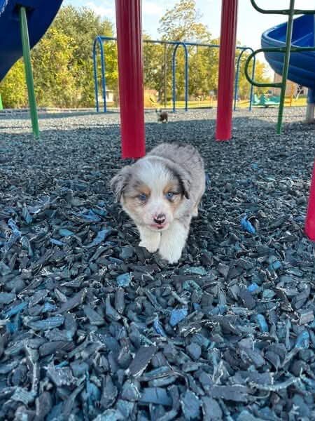 Australian Shepherd puppies image 1