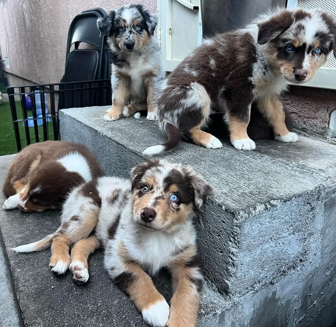 Australian Shepherd puppies image 3