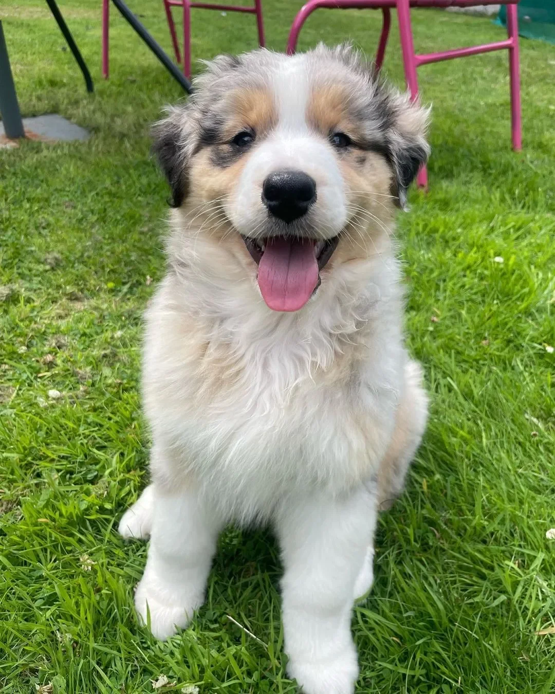 Australian Shepherd puppies image 2