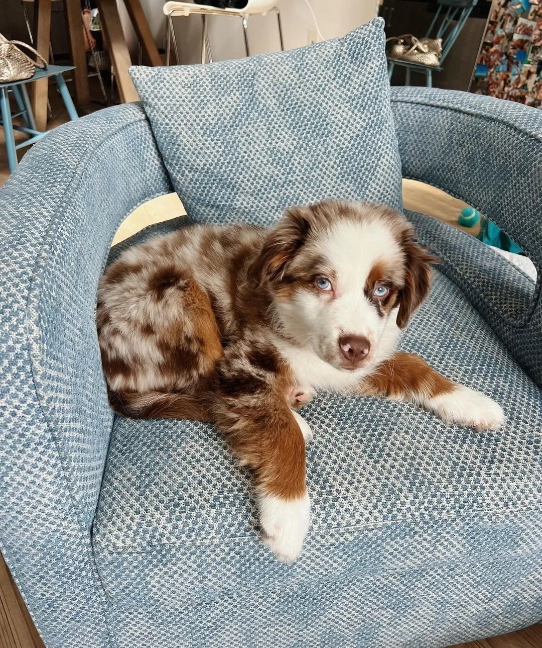 Australian Shepherd puppies image 4