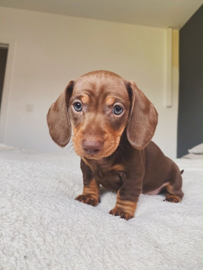 Meet Milo, an adorable little male dachshund puppy image 1