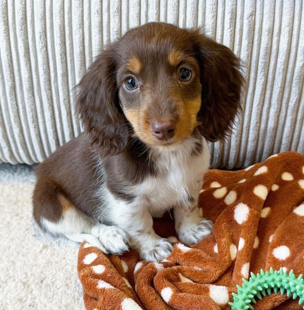 Meet Bella, a beautiful little female dachshund image 1