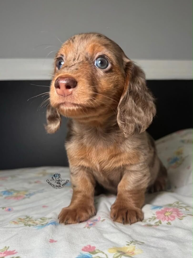 Meet Archie, a handsome little male dachshund pupp image 1