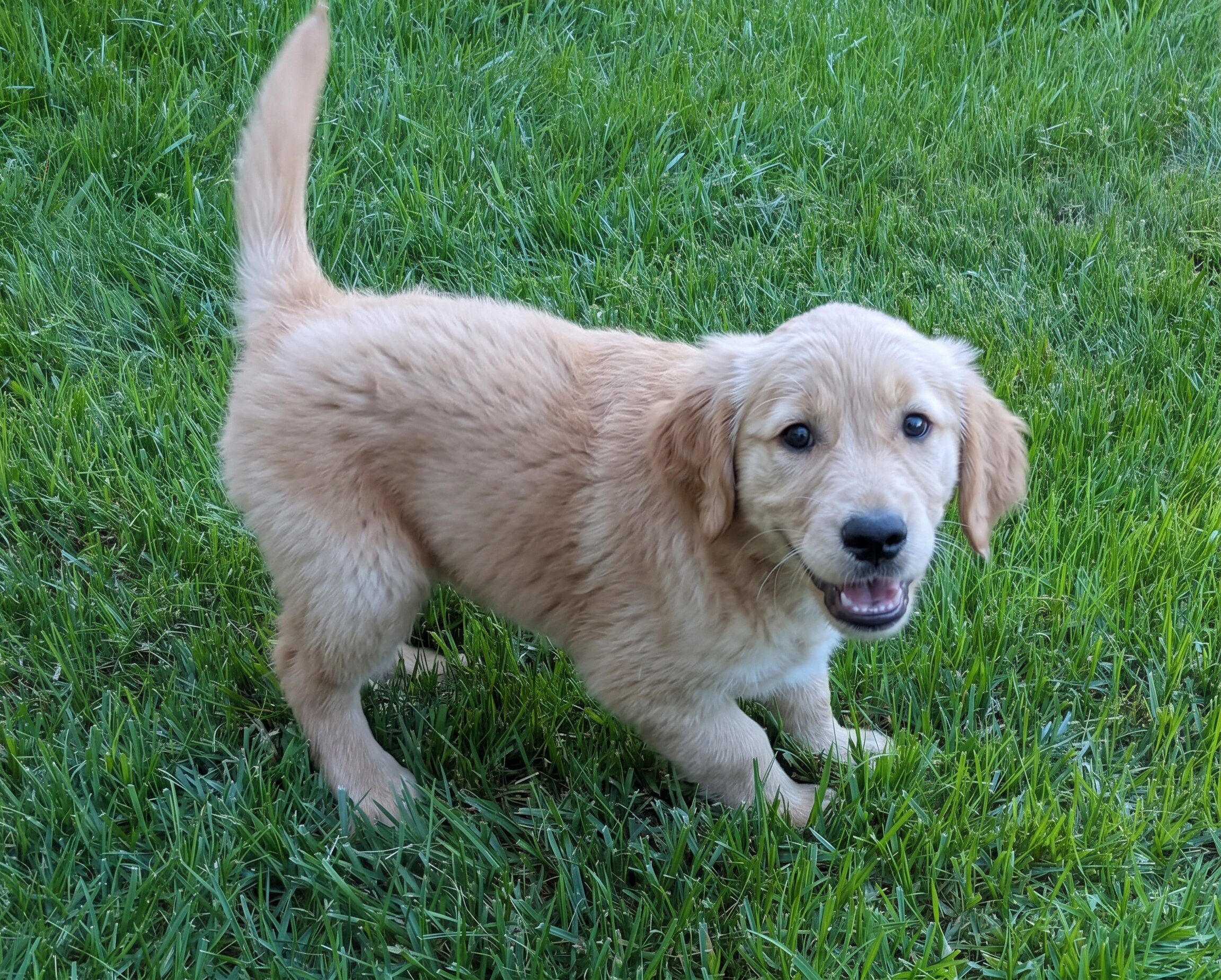 Purebred Female Golden Retriever Puppy! (8 weeks) image 1