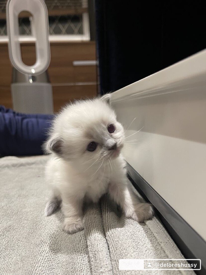 Kitten image 1