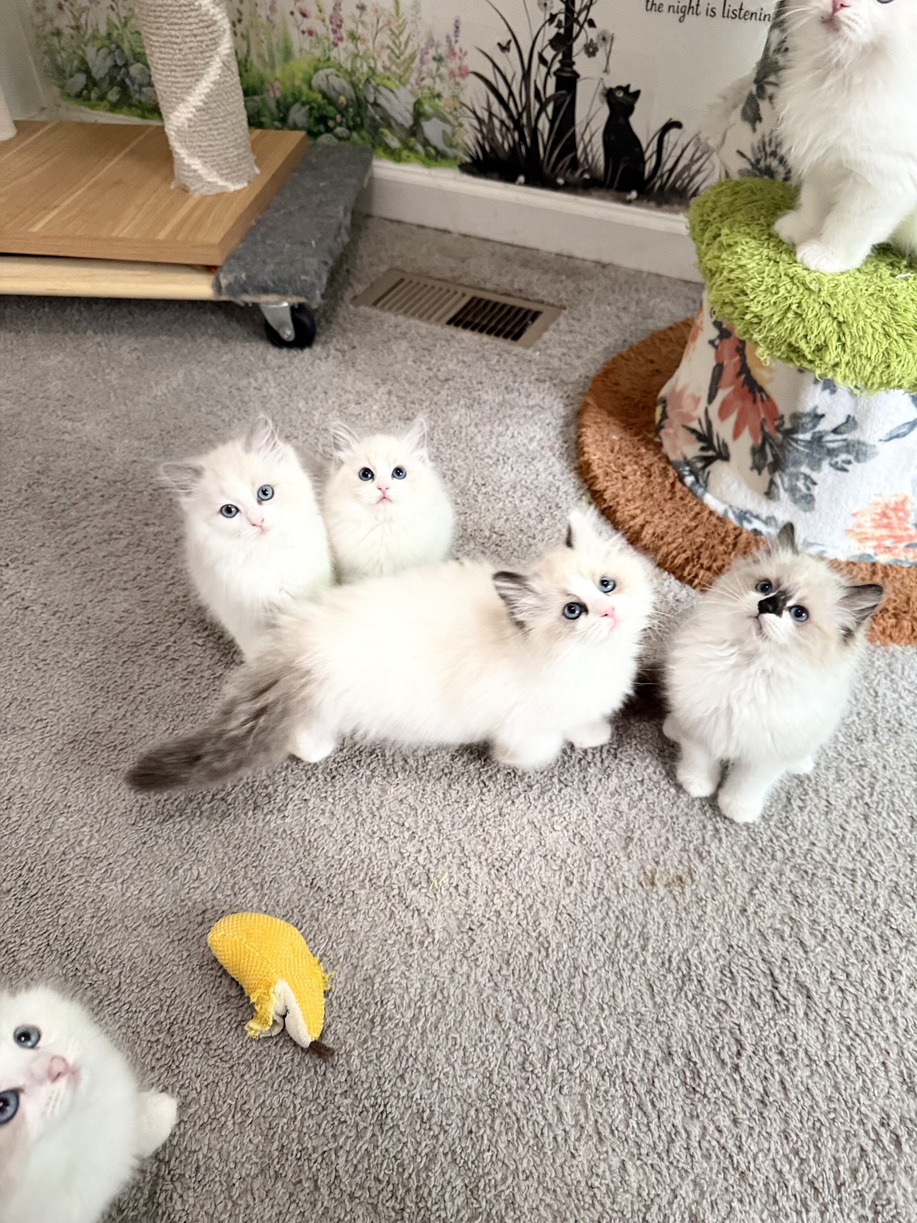 TICA RAGDOLL KITTENS image 7