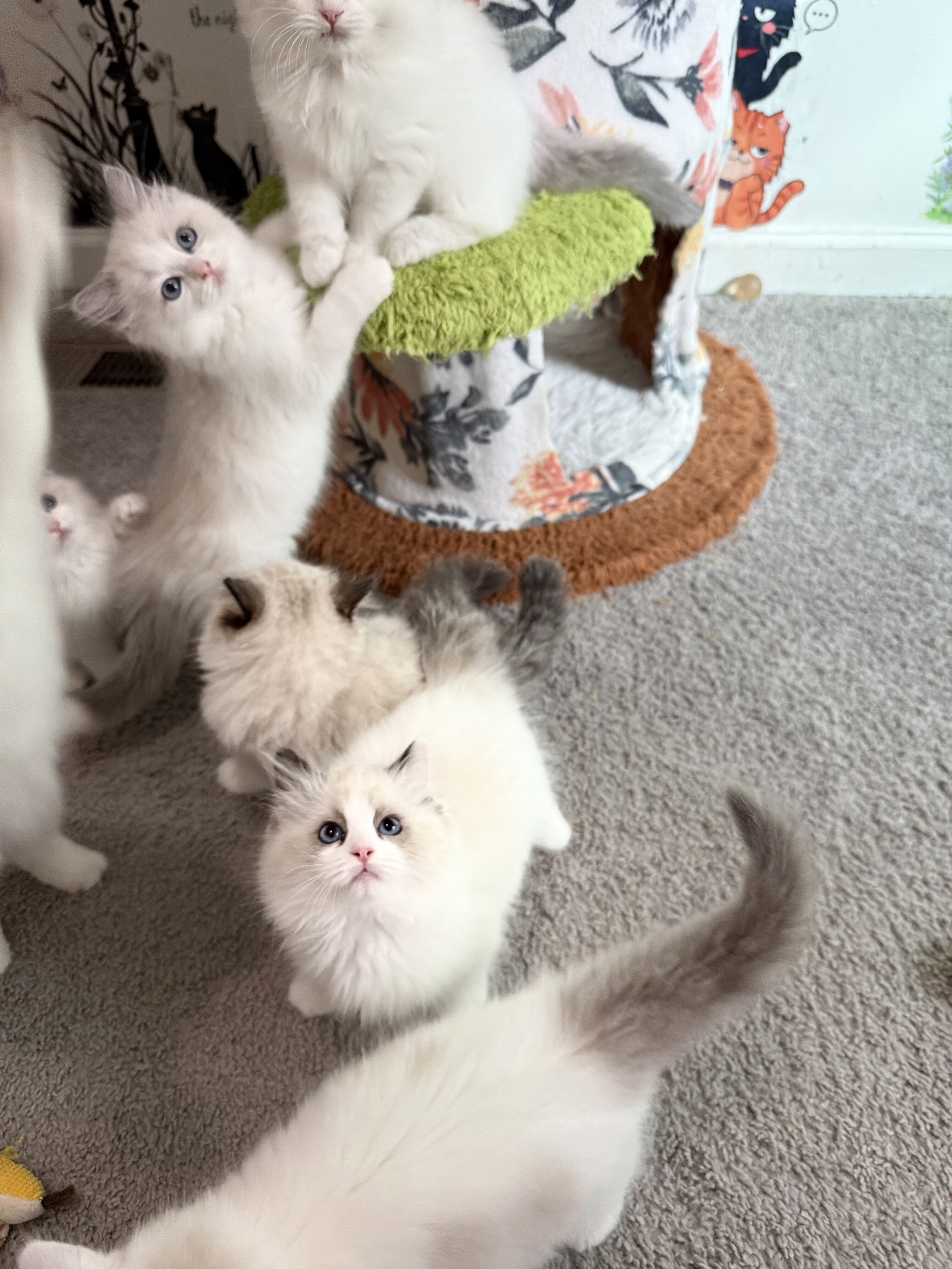 TICA RAGDOLL KITTENS image 8