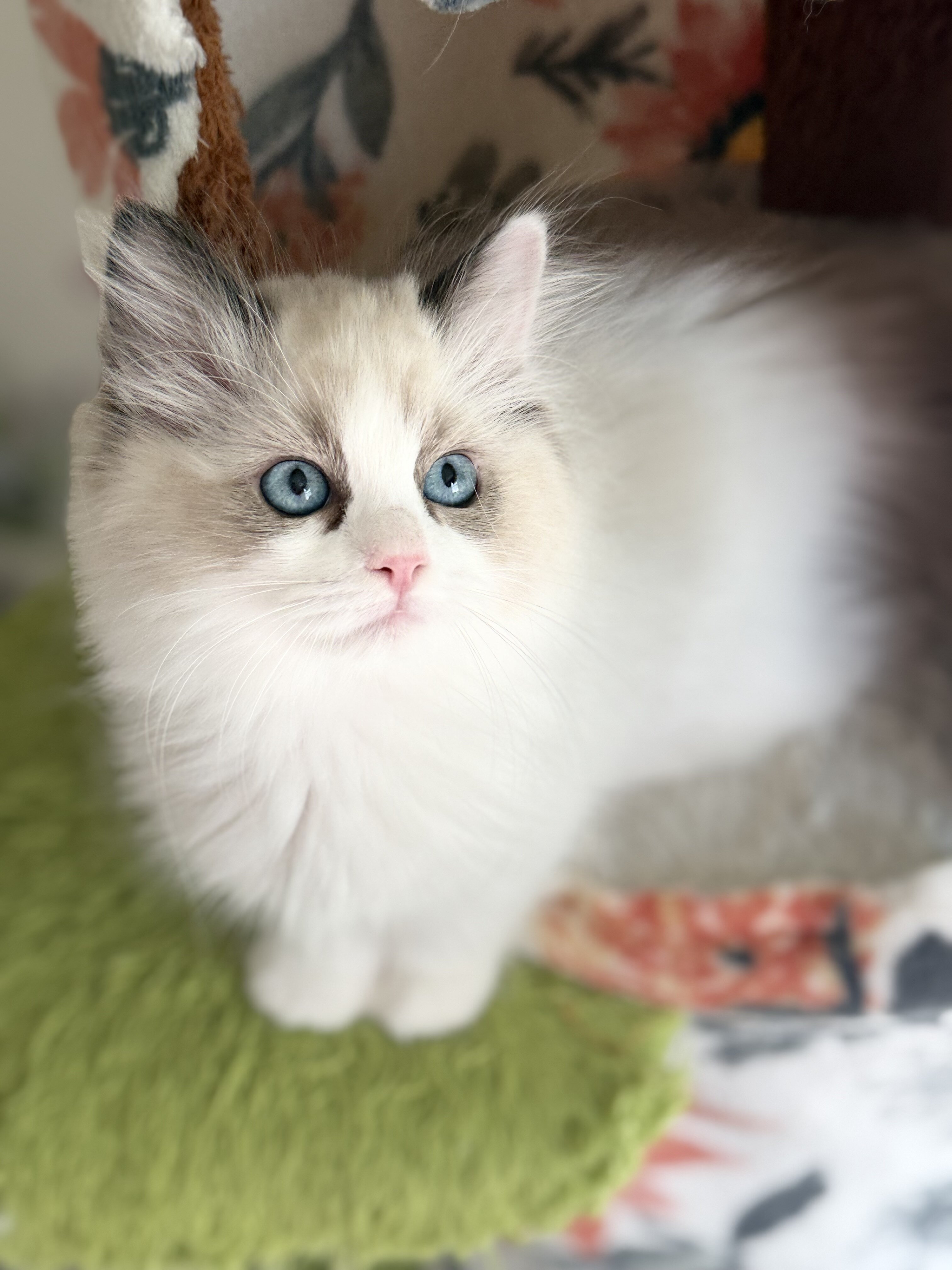 TICA RAGDOLL KITTENS image 6