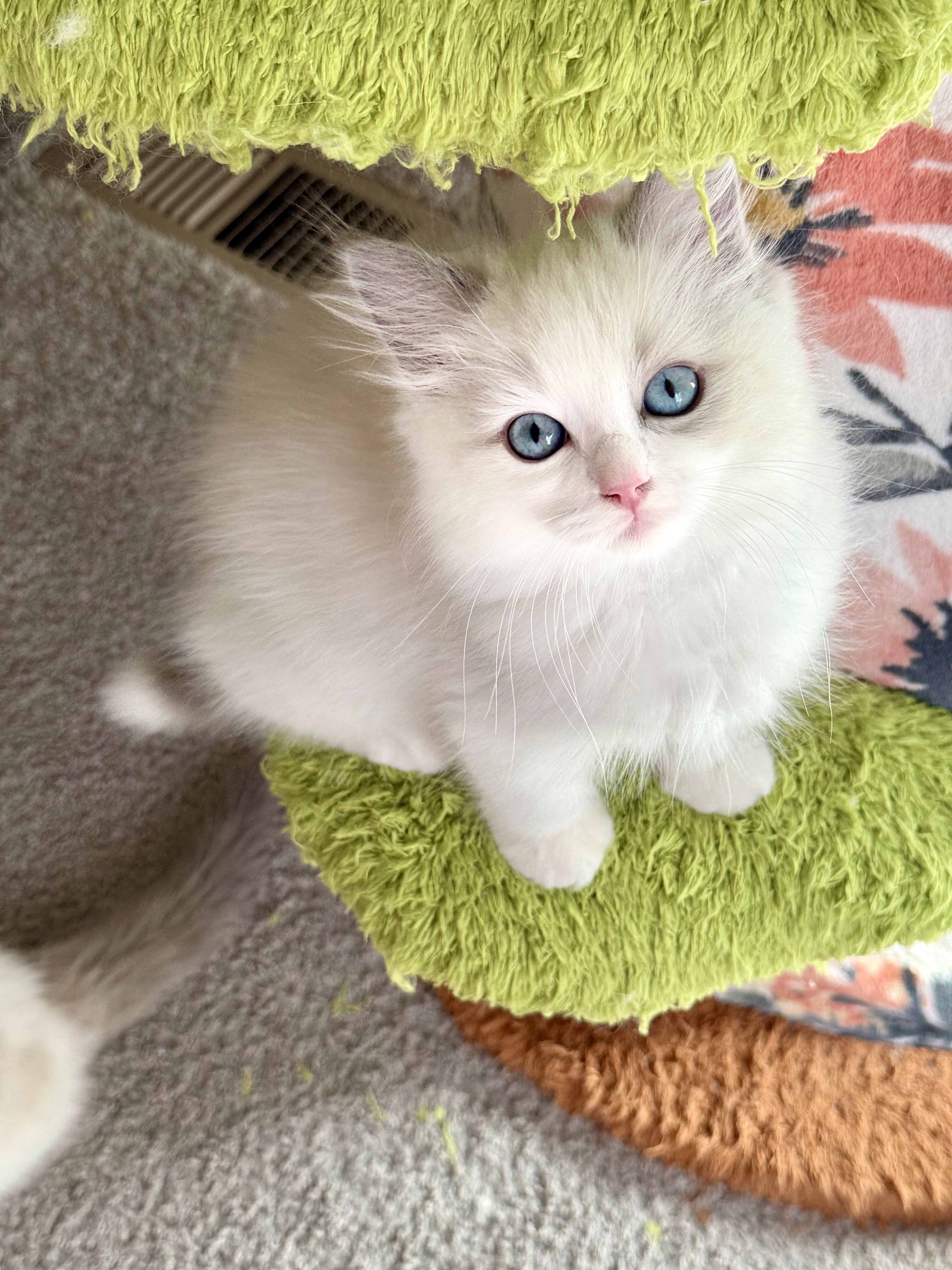 TICA RAGDOLL KITTENS image 5