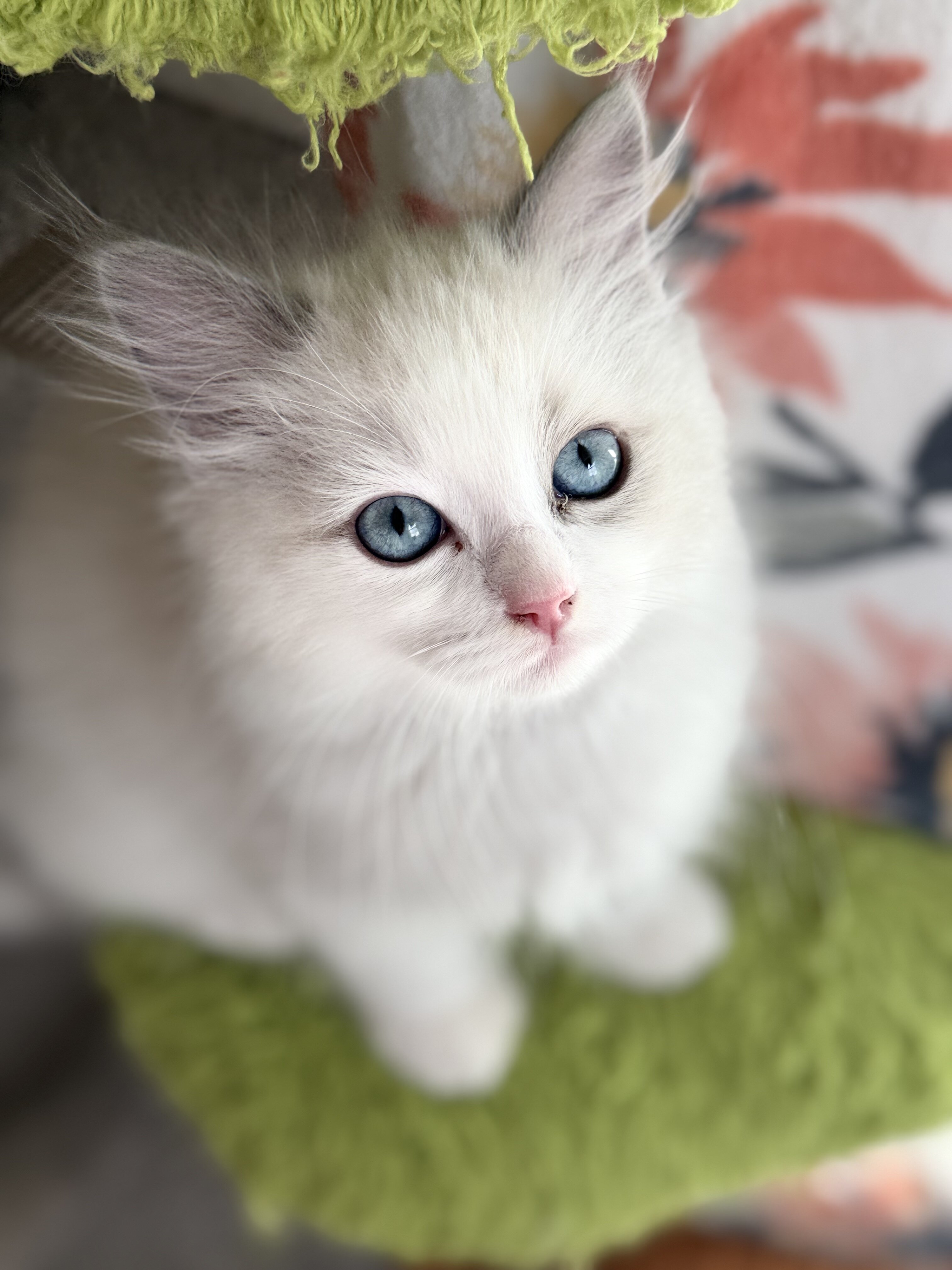TICA RAGDOLL KITTENS image 4