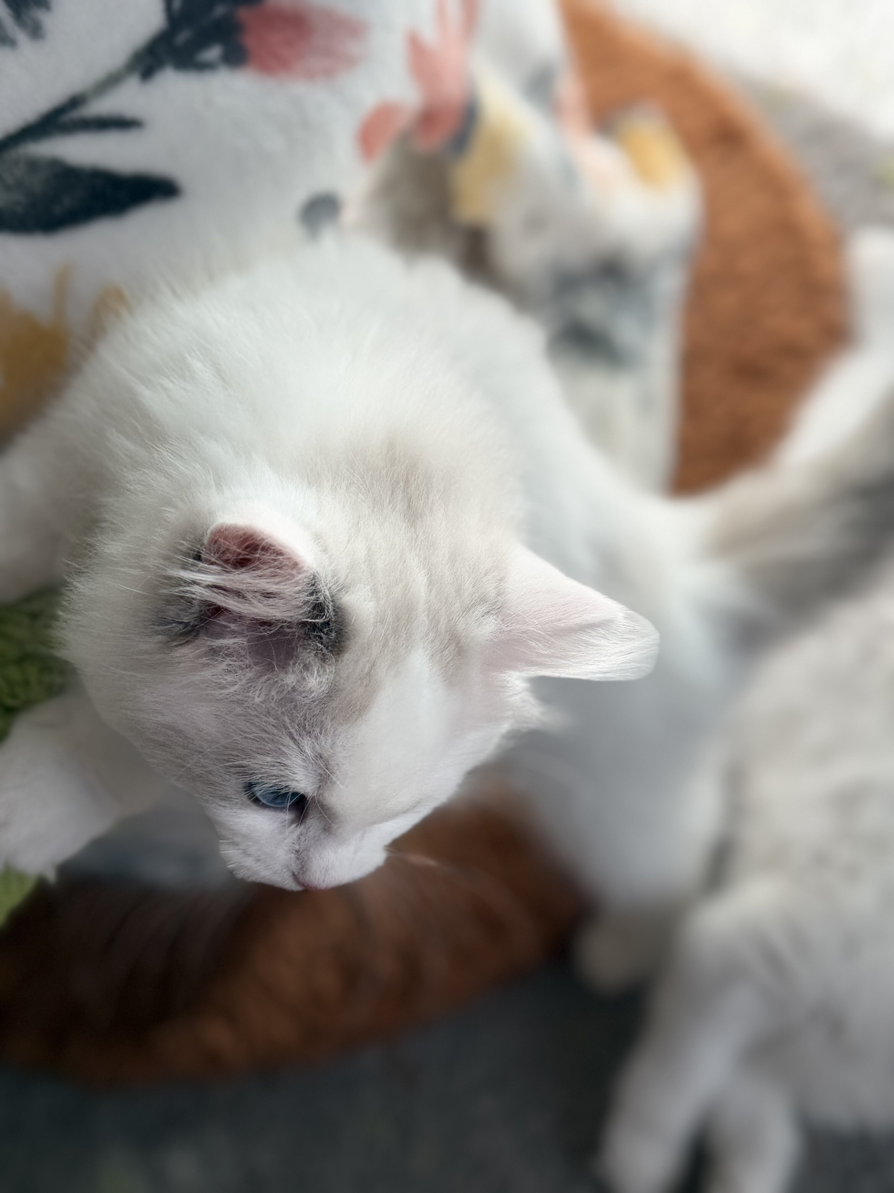 TICA RAGDOLL KITTENS image 3