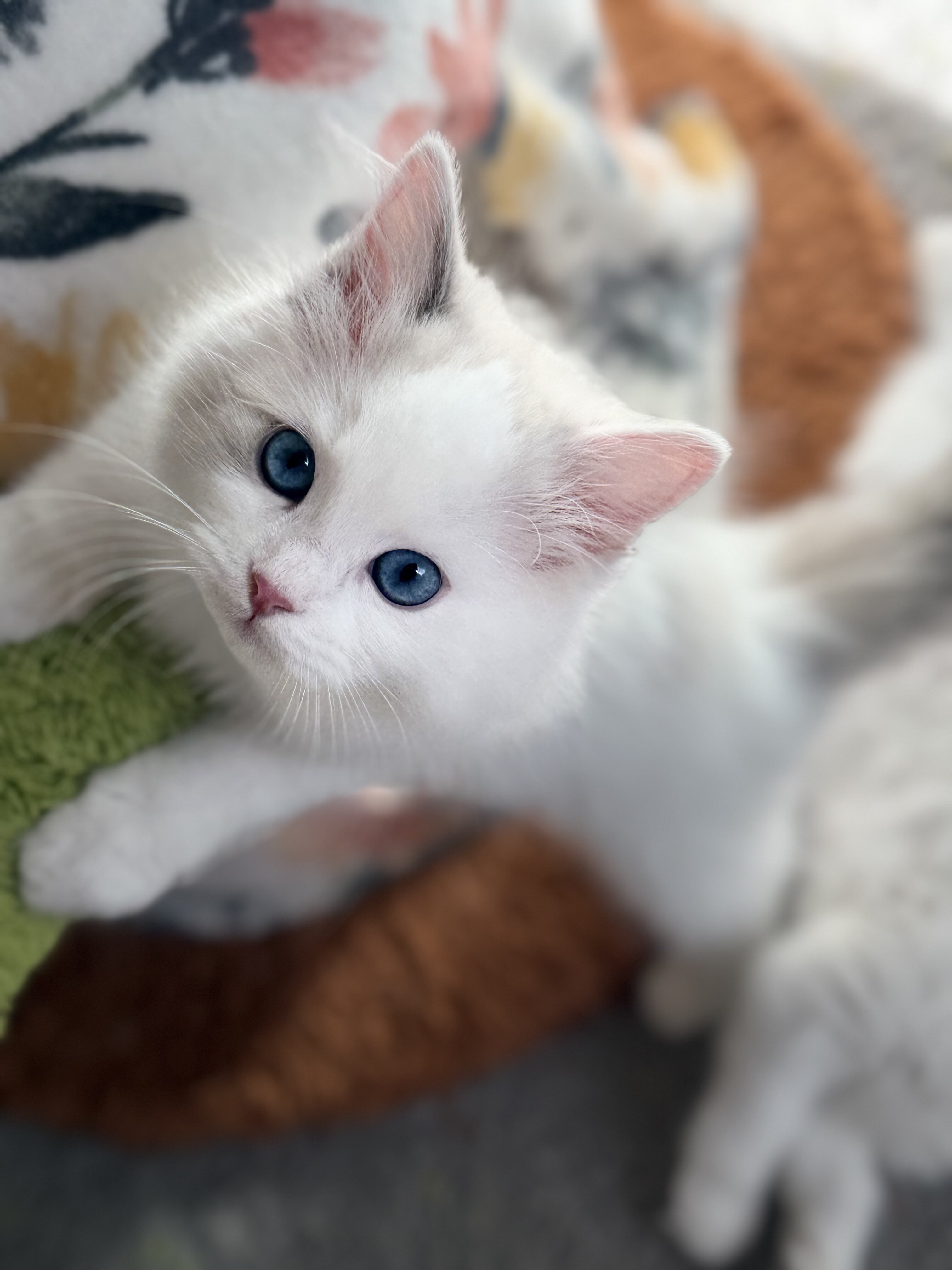 TICA RAGDOLL KITTENS image 1