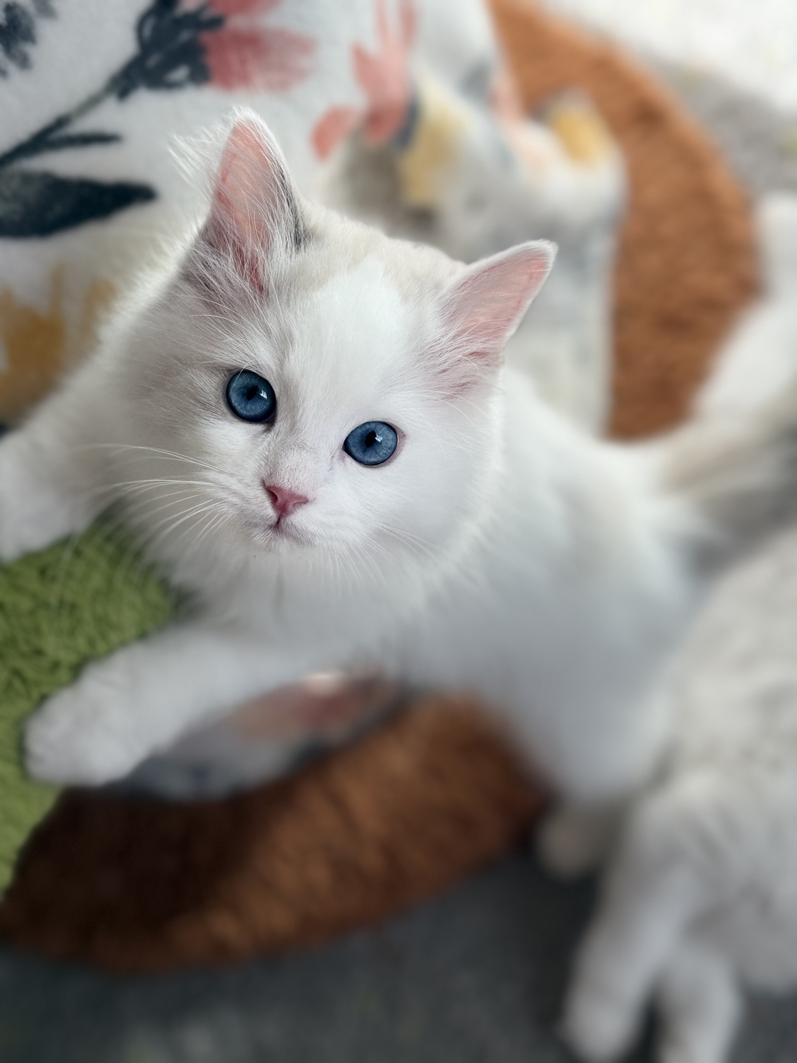 TICA RAGDOLL KITTENS image 2
