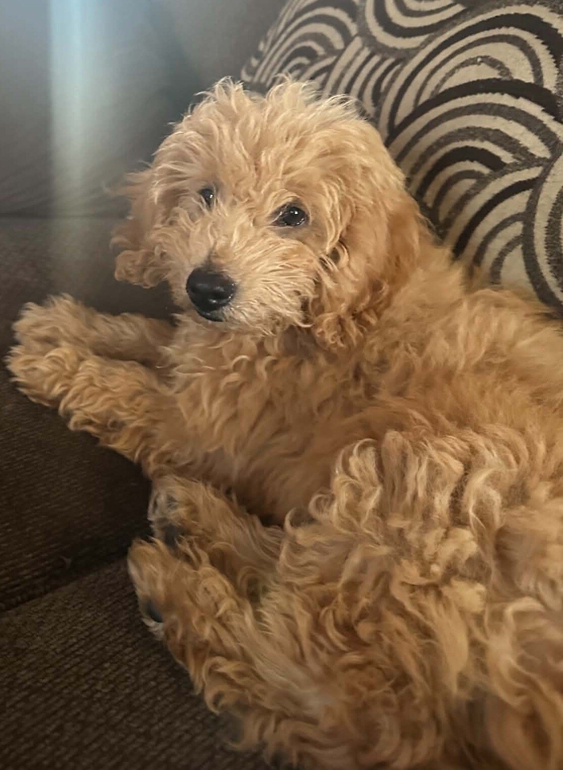 Mini Goldendoodle Male Puppy 12 weeks old image 1