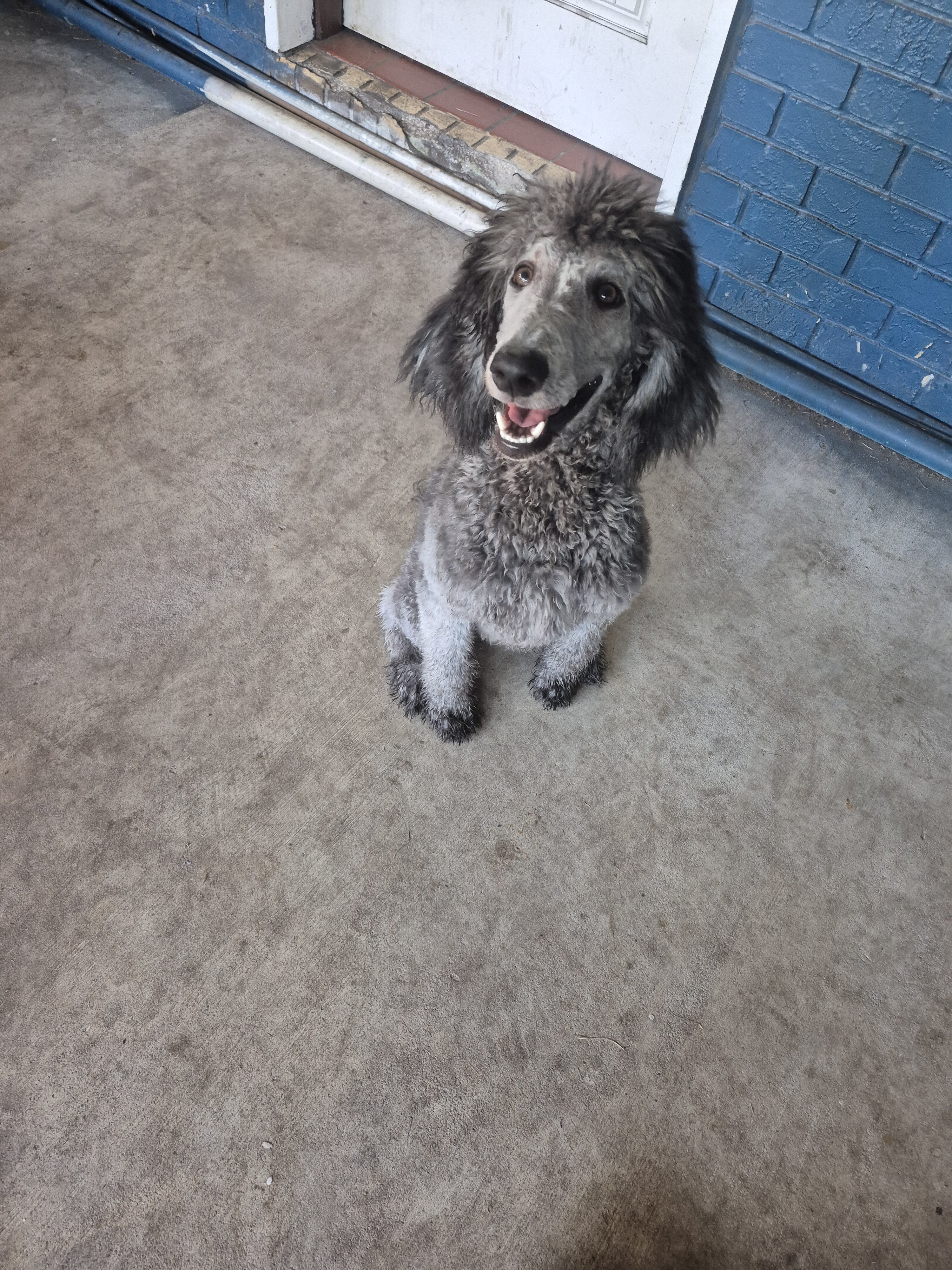 AKC Silver Standard poodles image 1