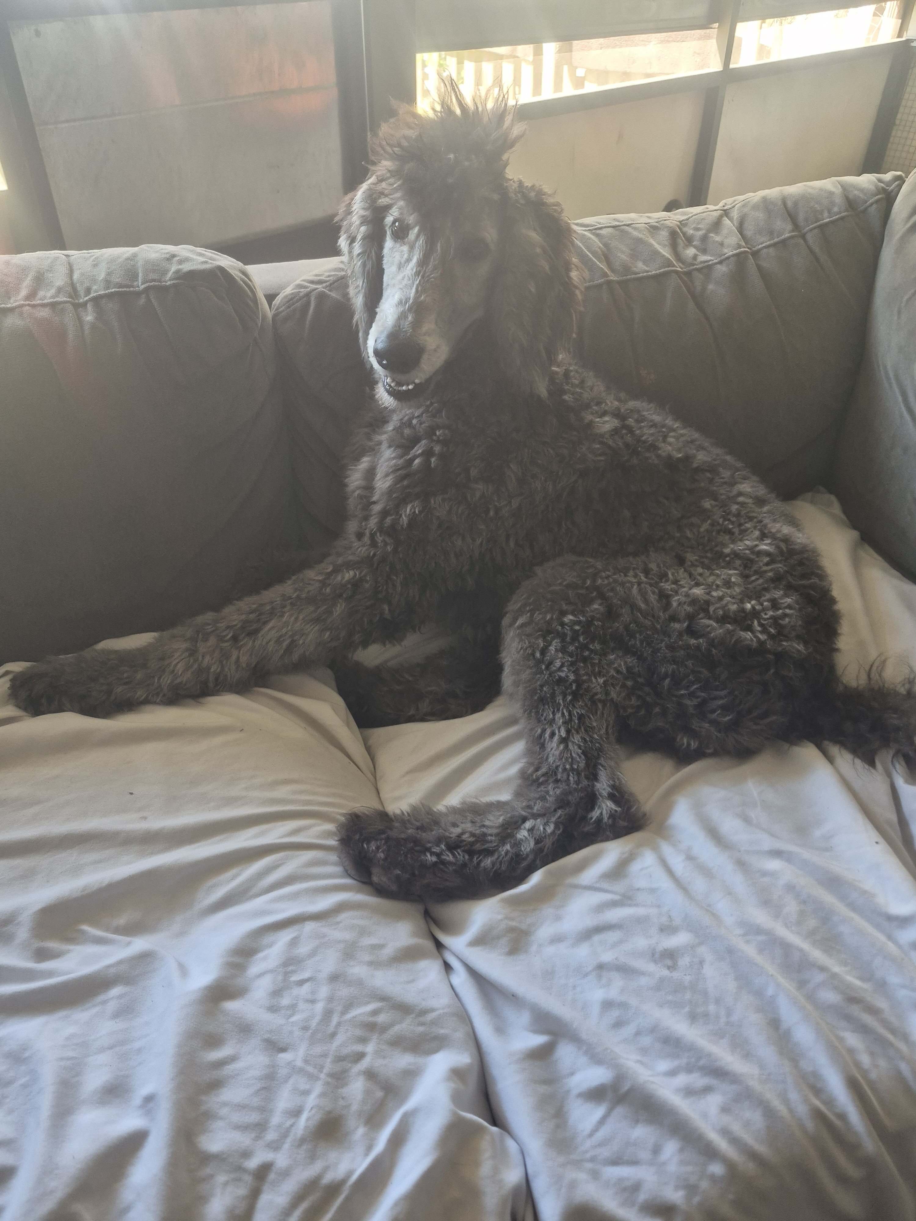 AKC Silver Standard poodles image 2
