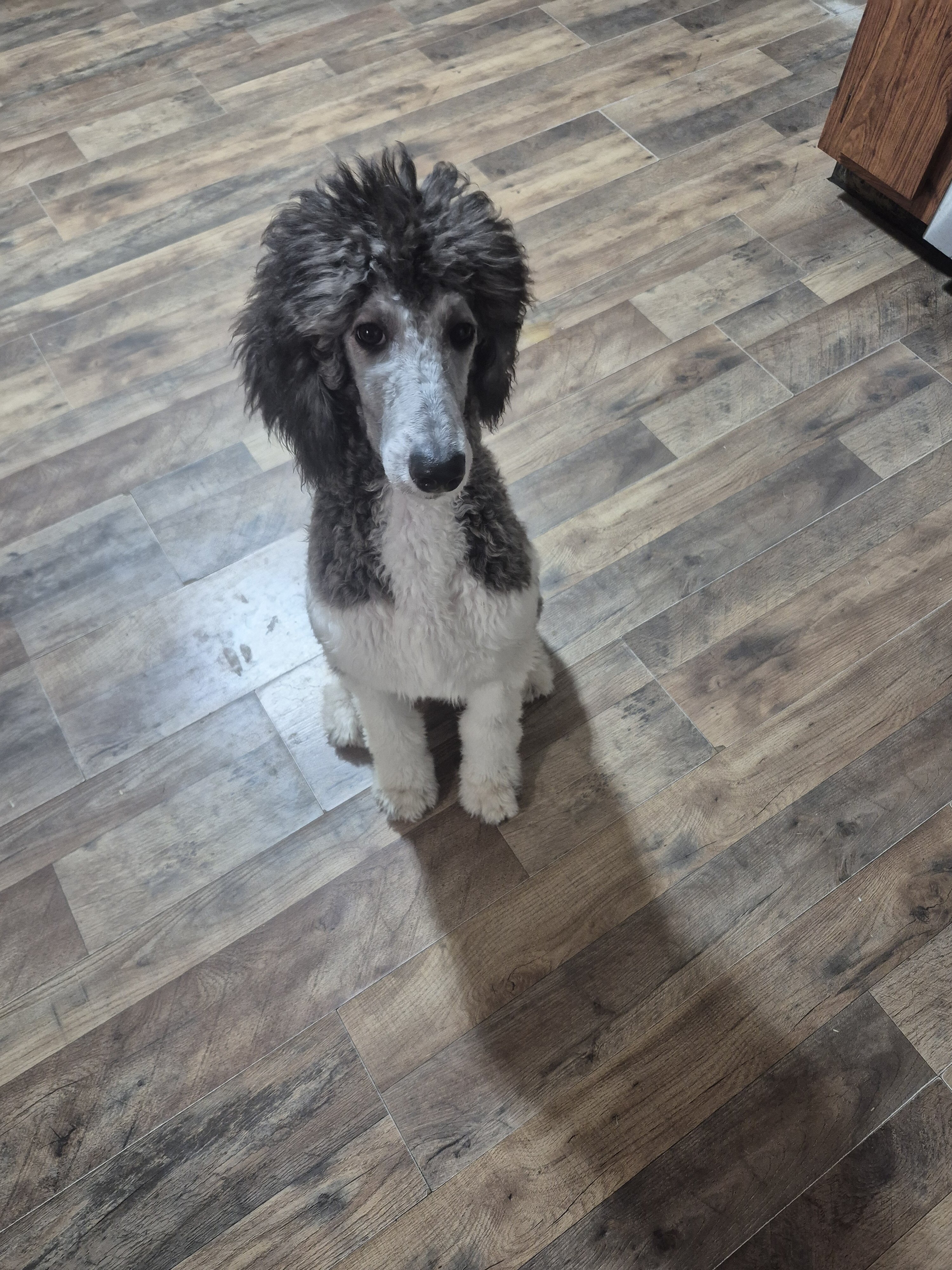 AKC Silver Standard poodles image 3