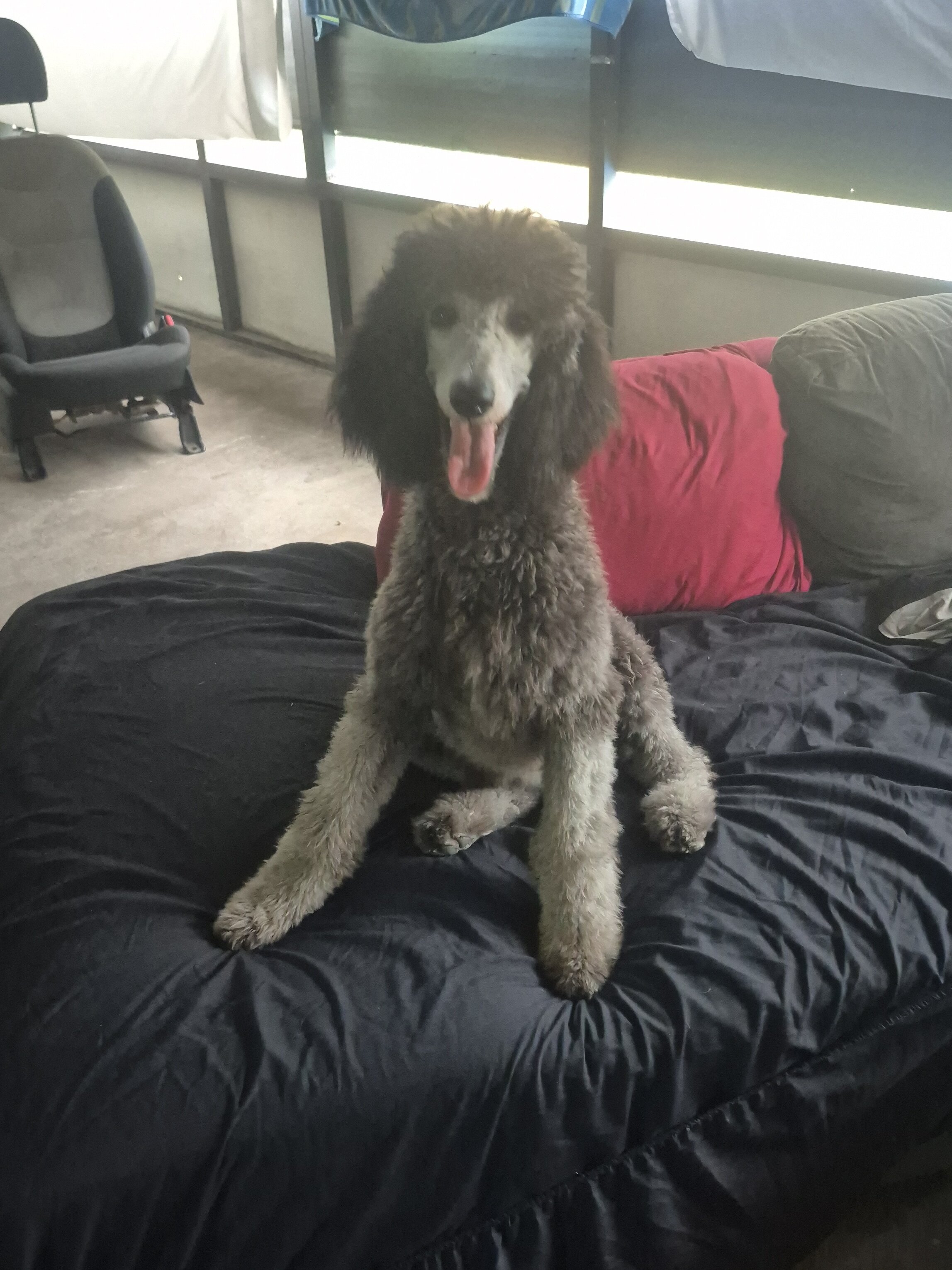 AKC Silver Standard poodles image 4