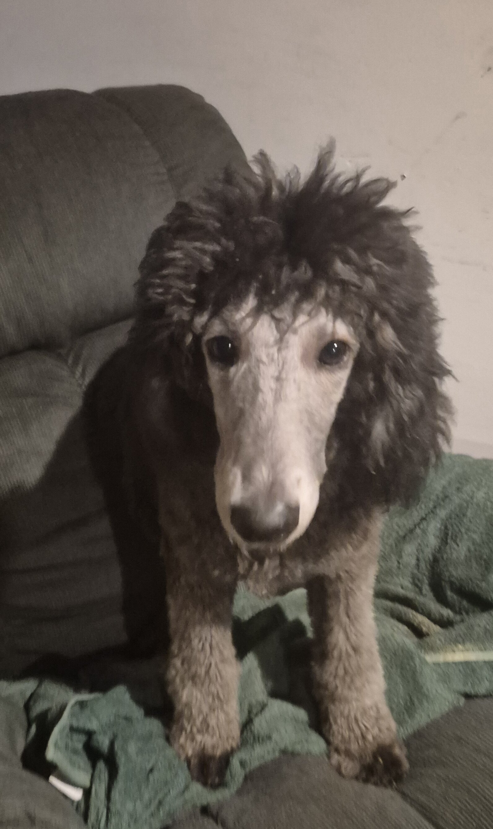 AKC Silver Standard poodles image 5
