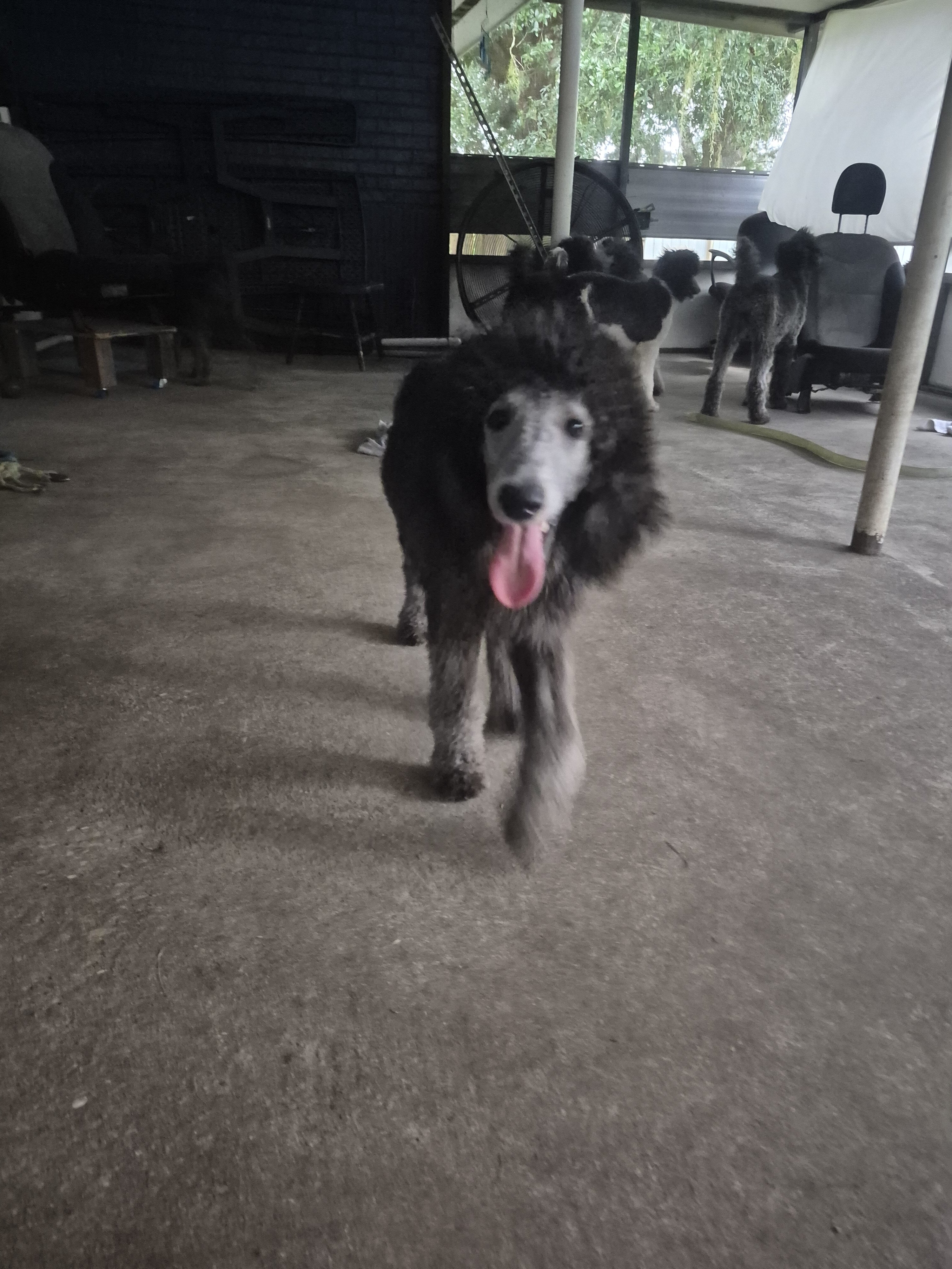 AKC Silver Standard poodles image 7
