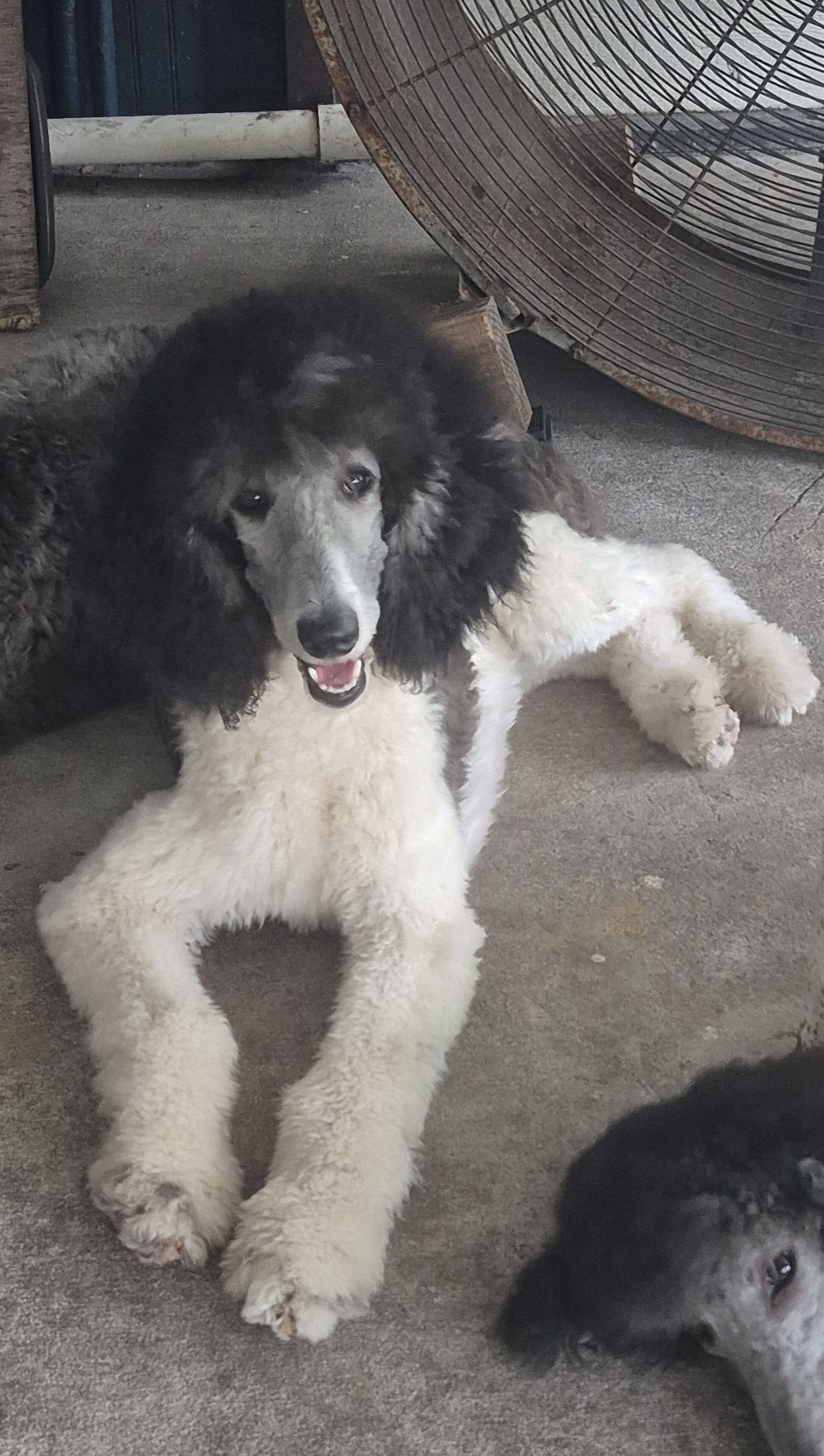 AKC Silver Standard poodles image 6