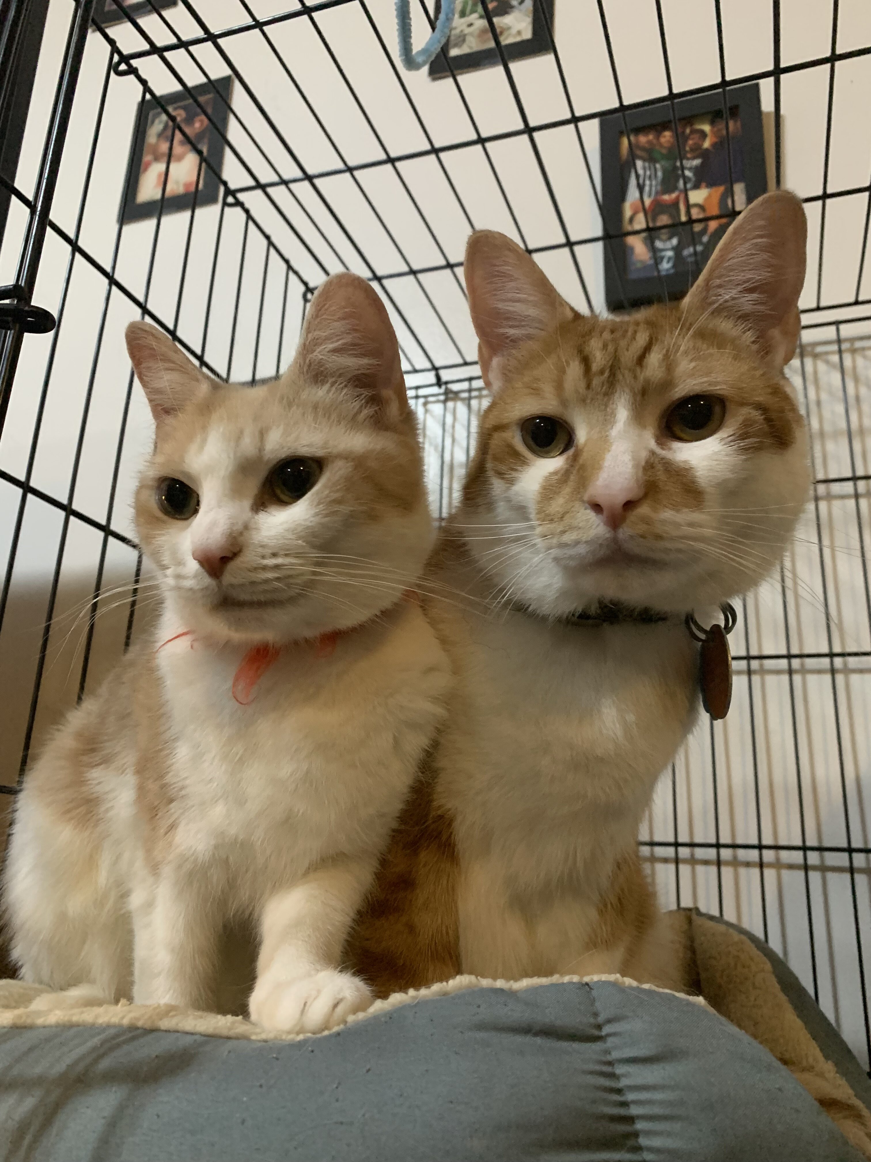 Two cats, female and male image 1