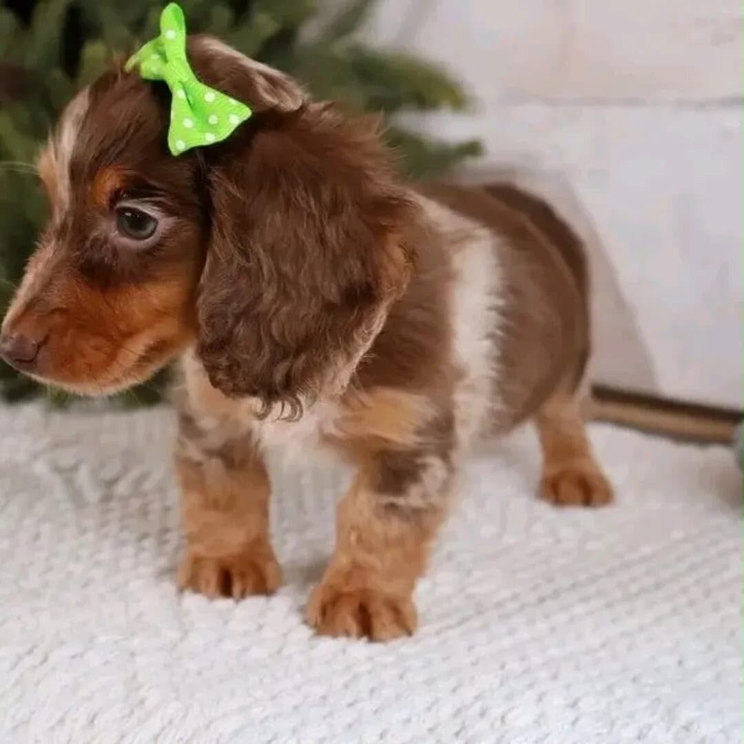 Meet Rose, a beautiful little Dachshund puppy with image 1