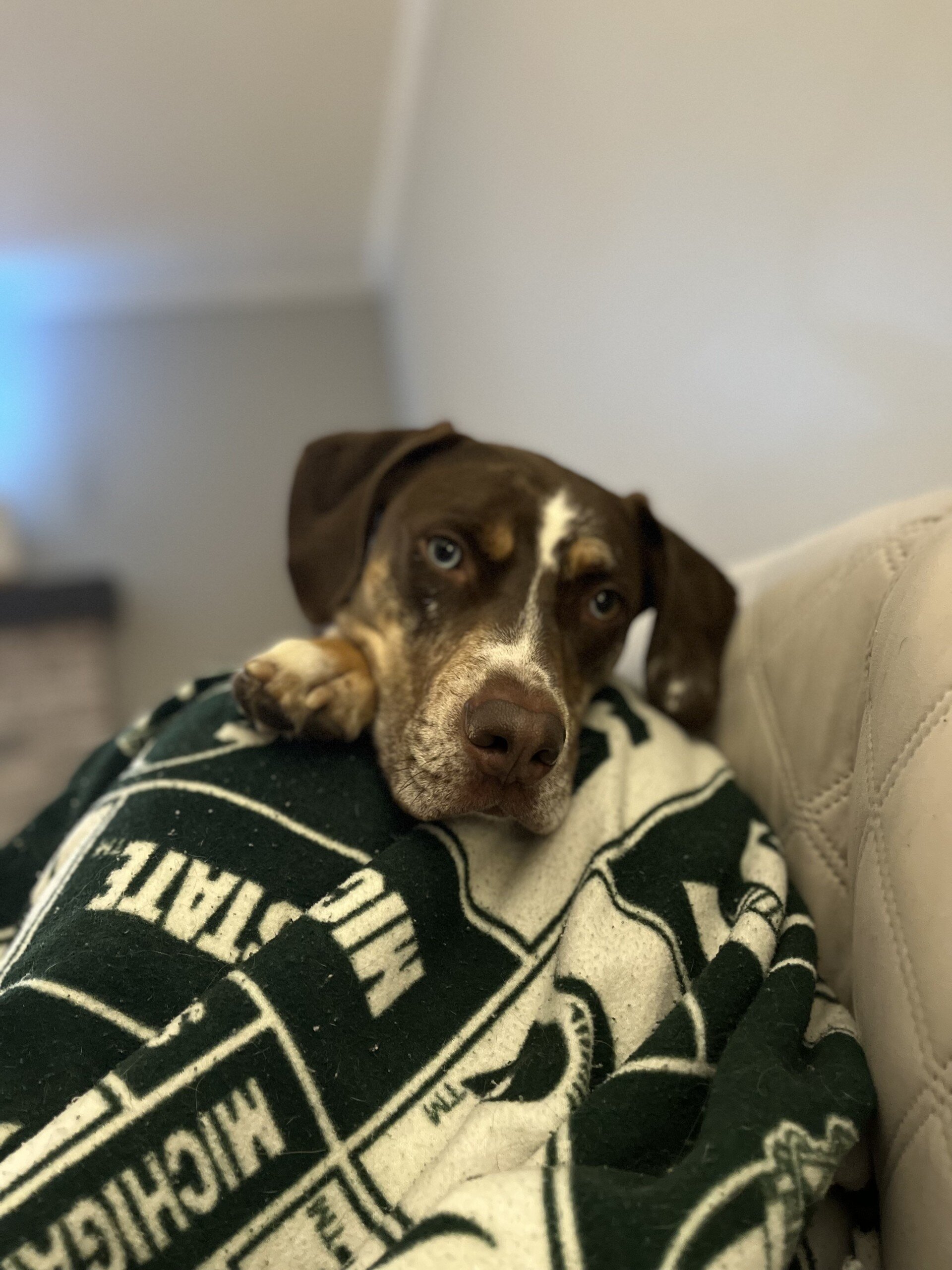 Catahoula Leopard Dog image 4