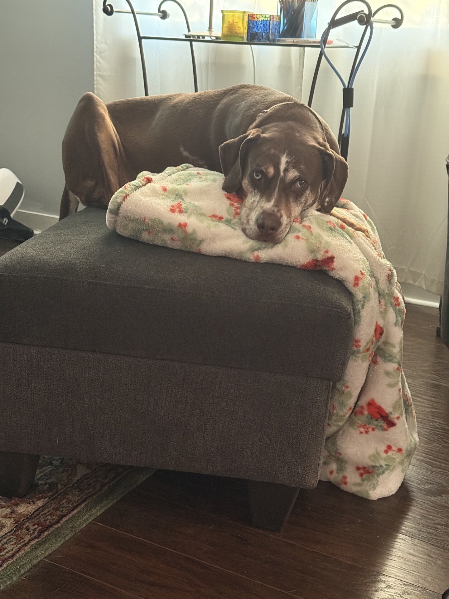 Catahoula Leopard Dog image 3
