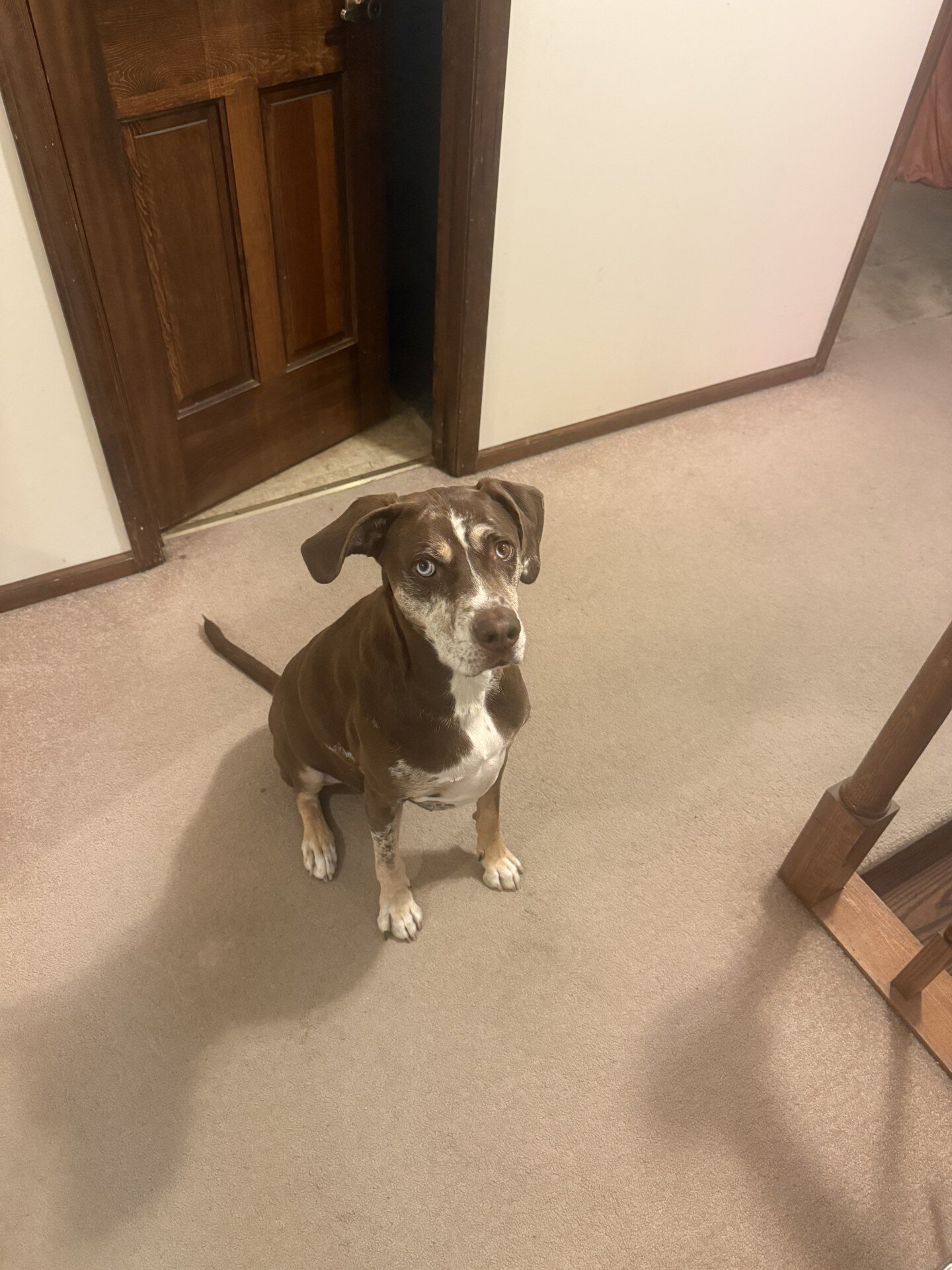 Catahoula Leopard Dog image 1