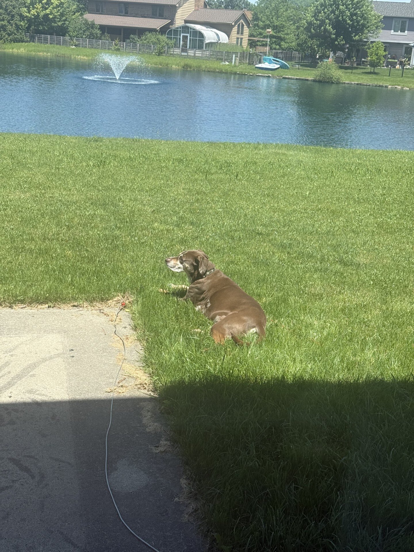 Catahoula Leopard Dog image 5
