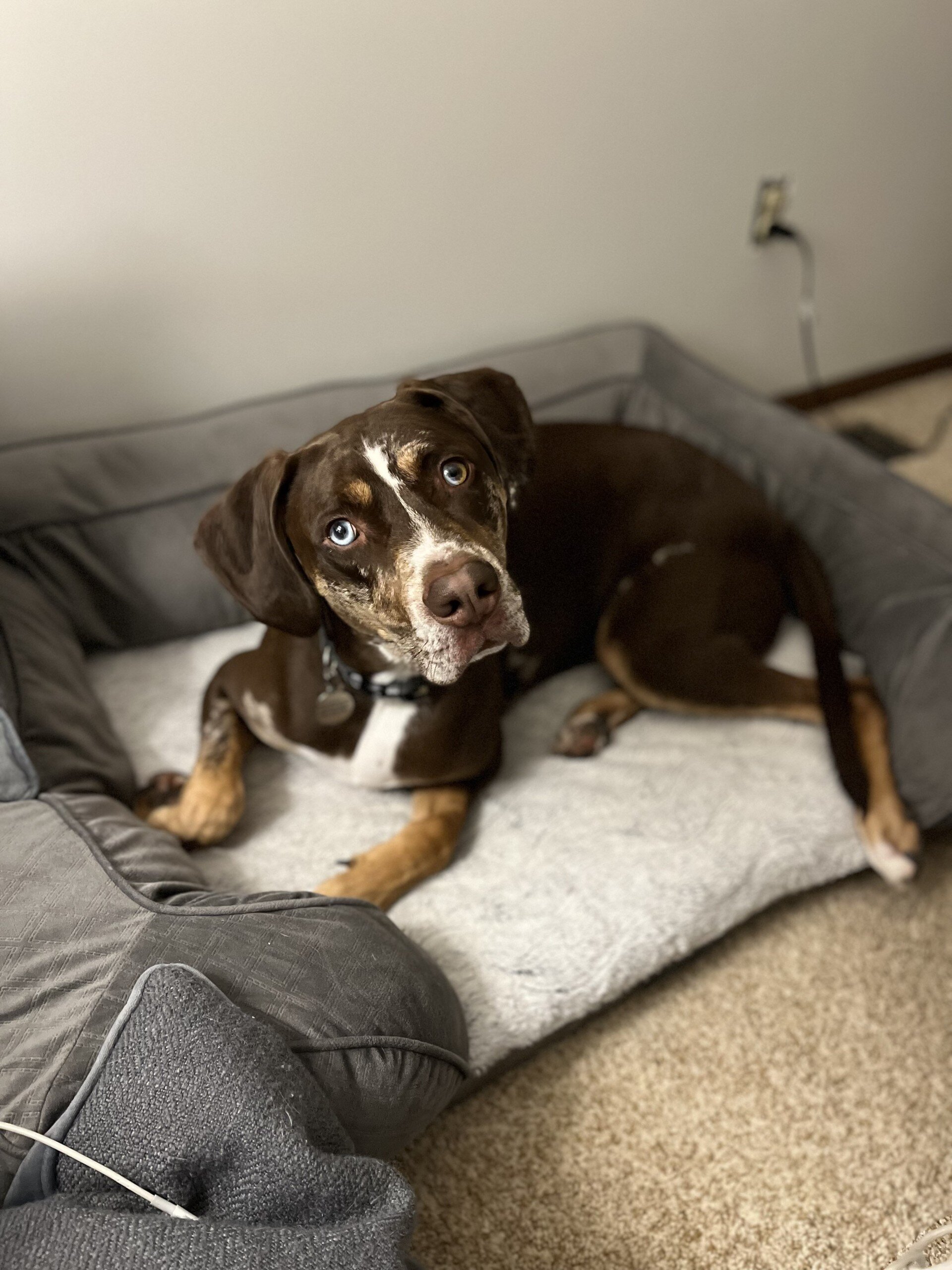 Catahoula Leopard Dog image 2