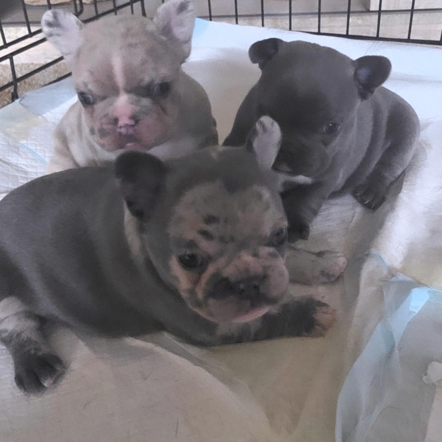 3 frenchies image 2
