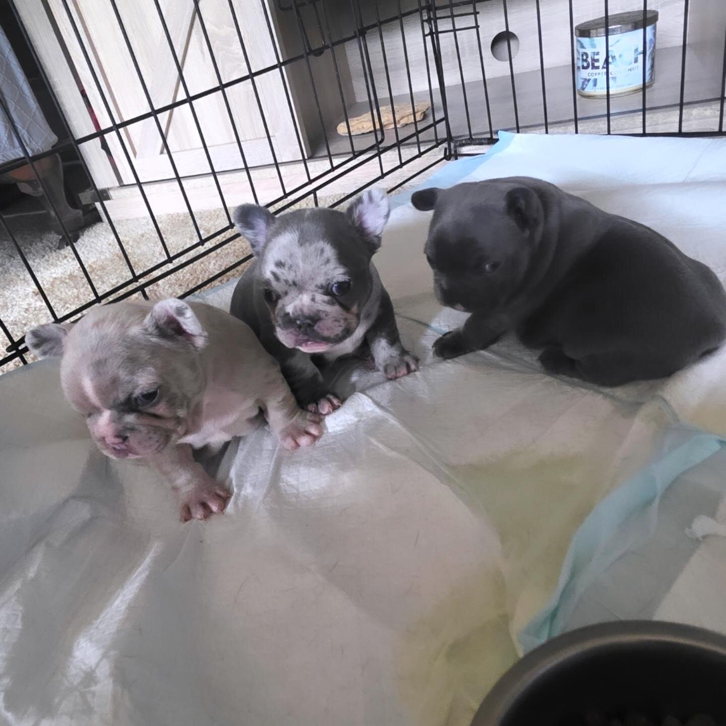3 frenchies image 1