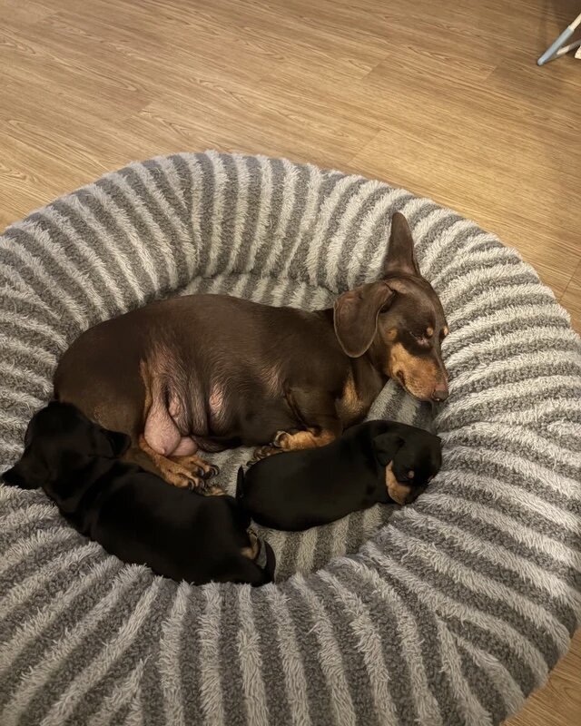 Mini Dachshund puppy image 1