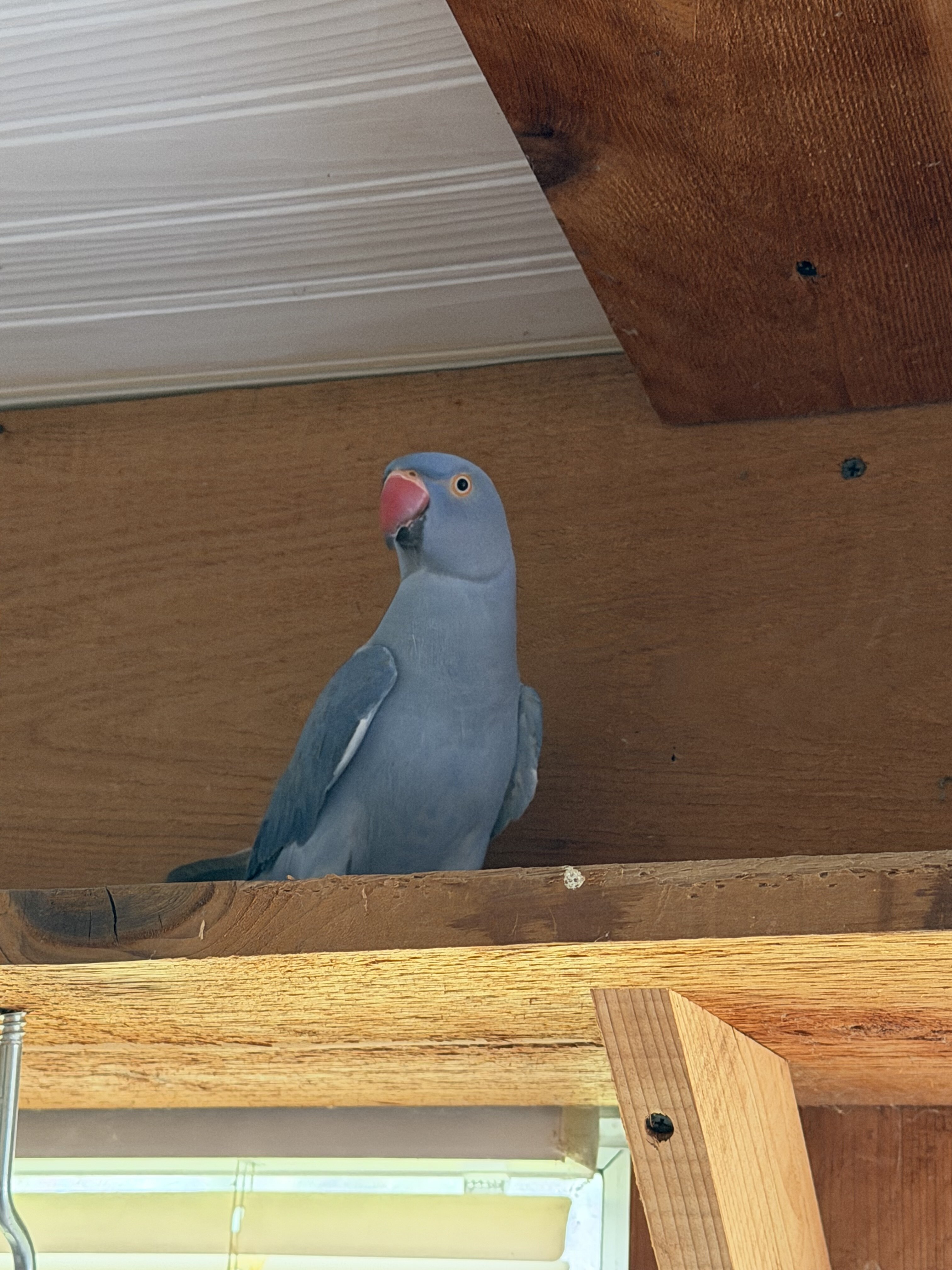 2 Year Old Indian Ringneck image 4