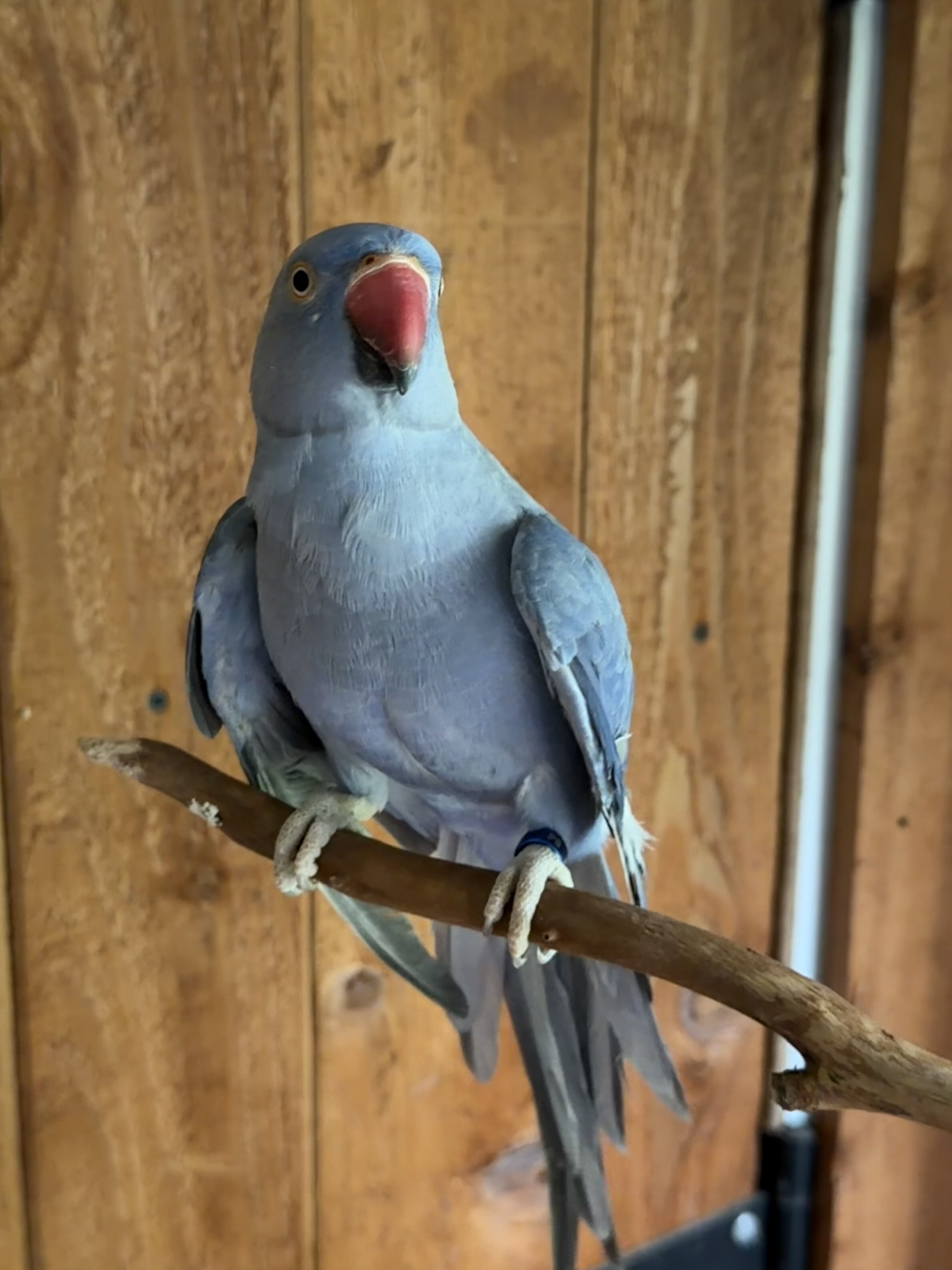 2 Year Old Indian Ringneck image 5