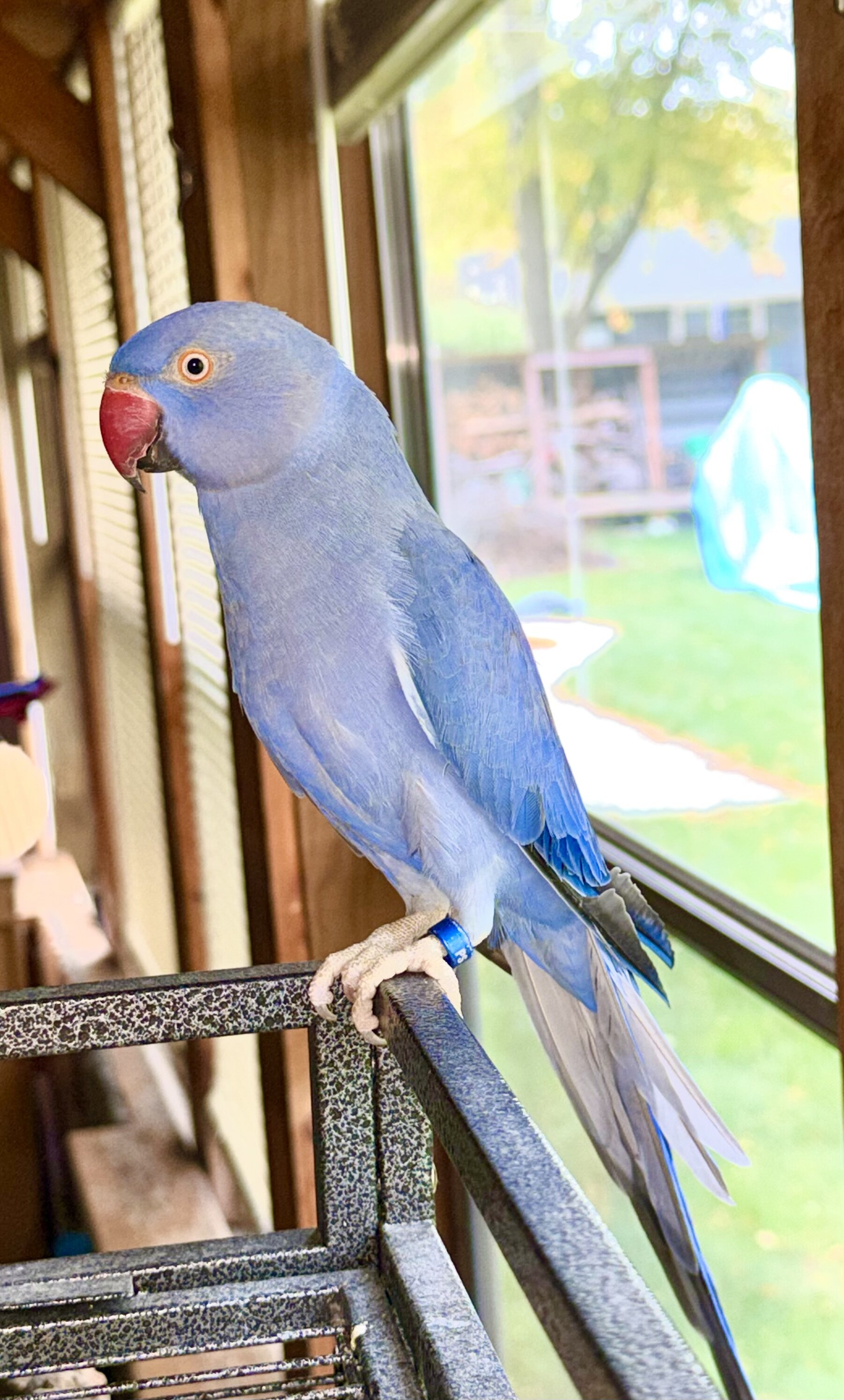 2 Year Old Indian Ringneck image 1