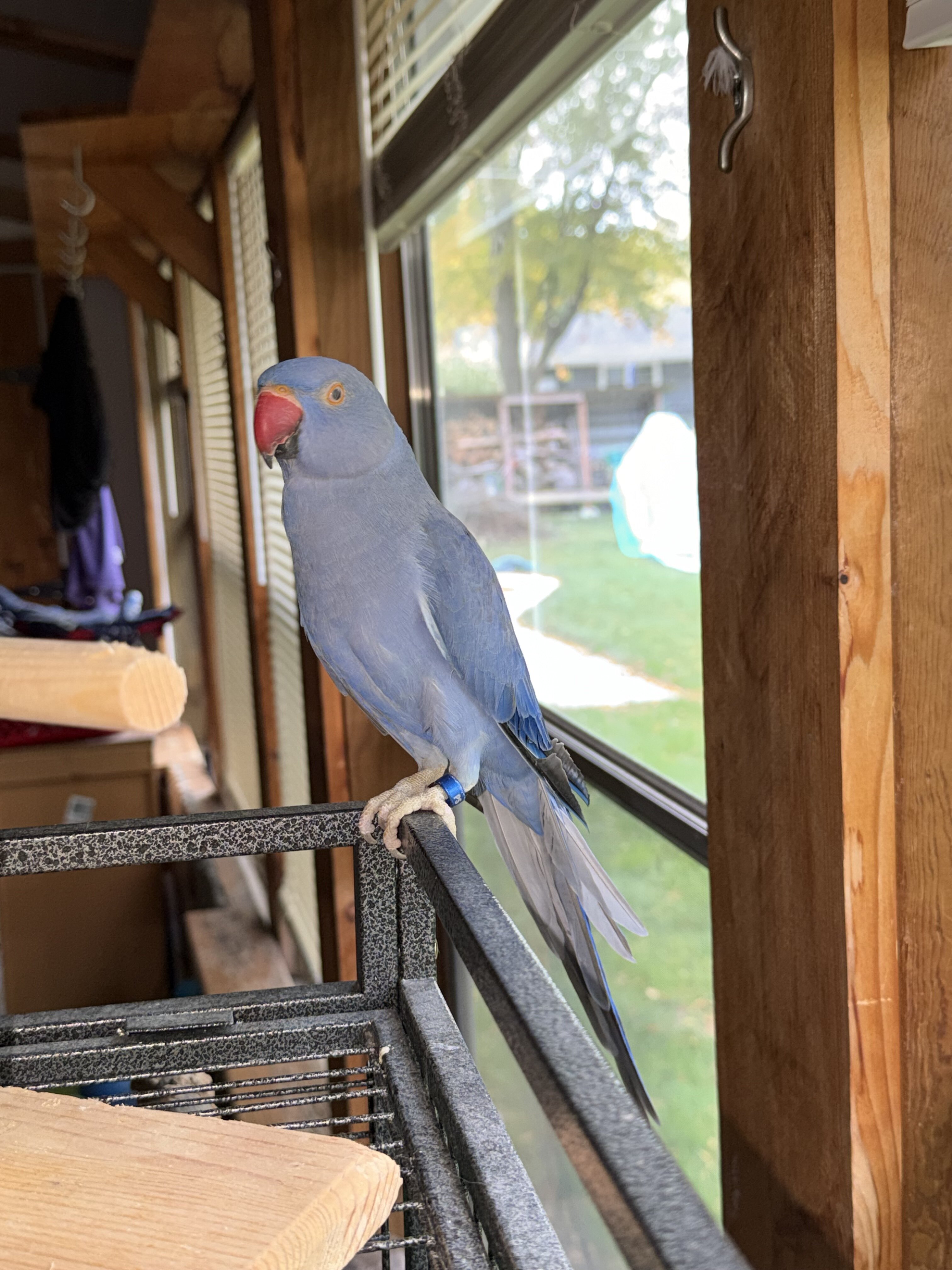 2 Year Old Indian Ringneck image 6
