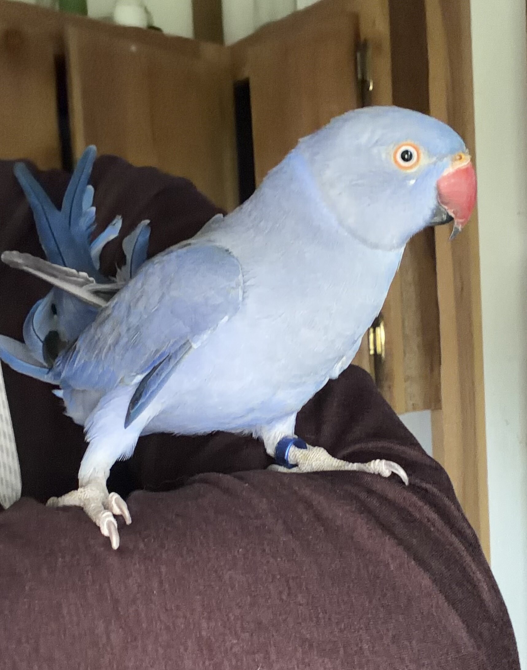 2 Year Old Indian Ringneck image 2
