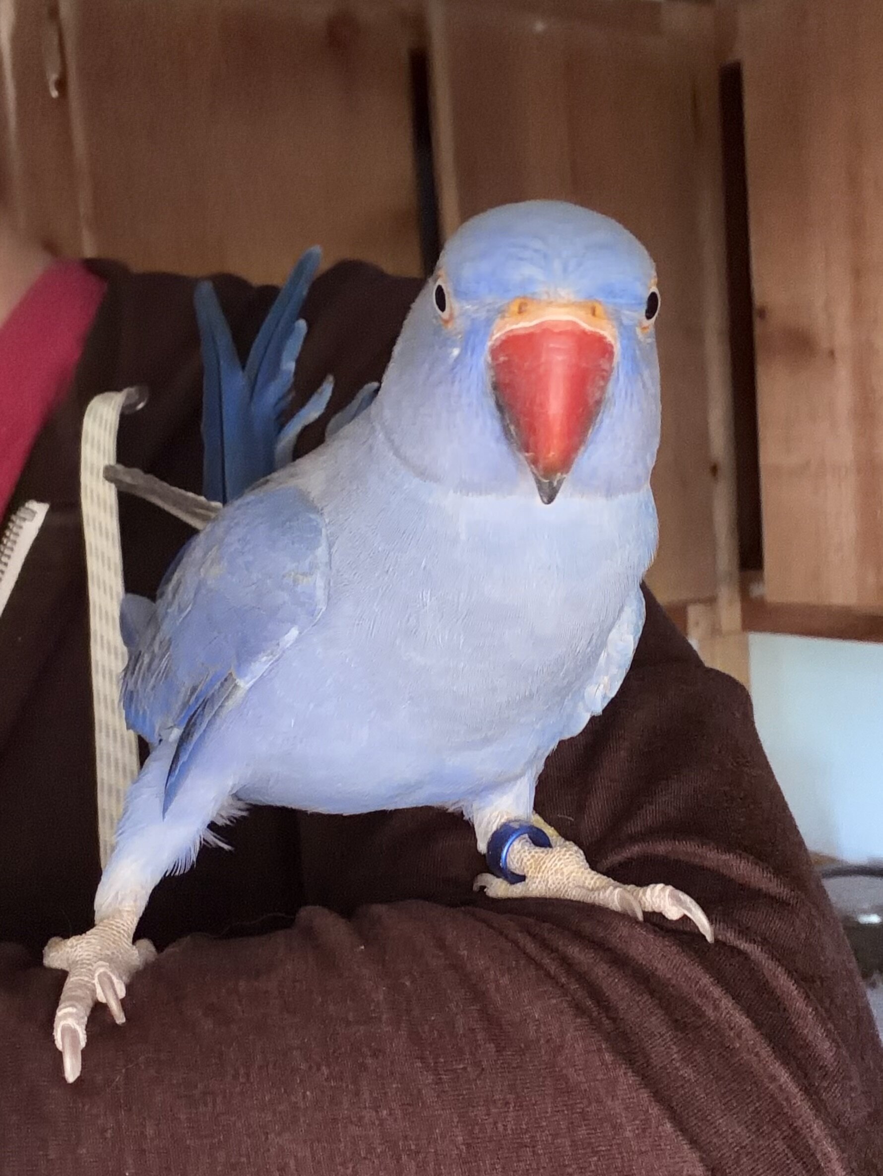 2 Year Old Indian Ringneck image 3