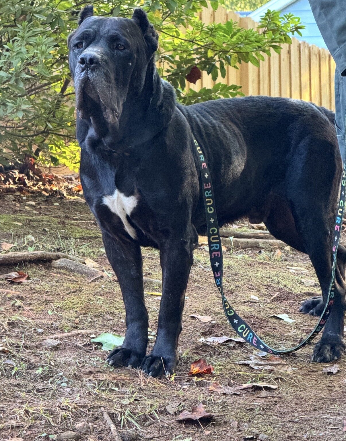 Cane Corso Puppies AKC image 4