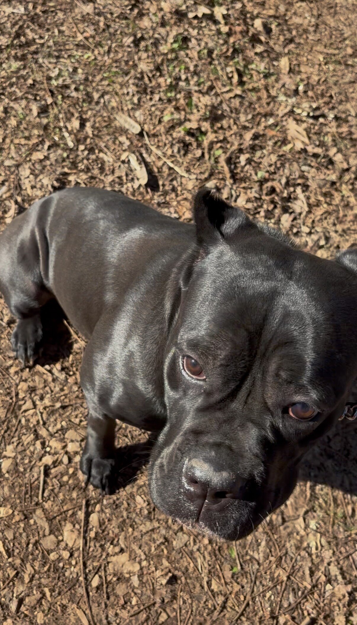 Cane Corso Puppies AKC image 3